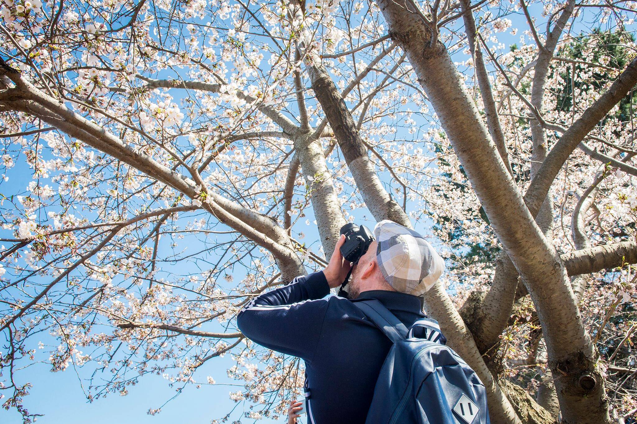 high park cherry blossoms