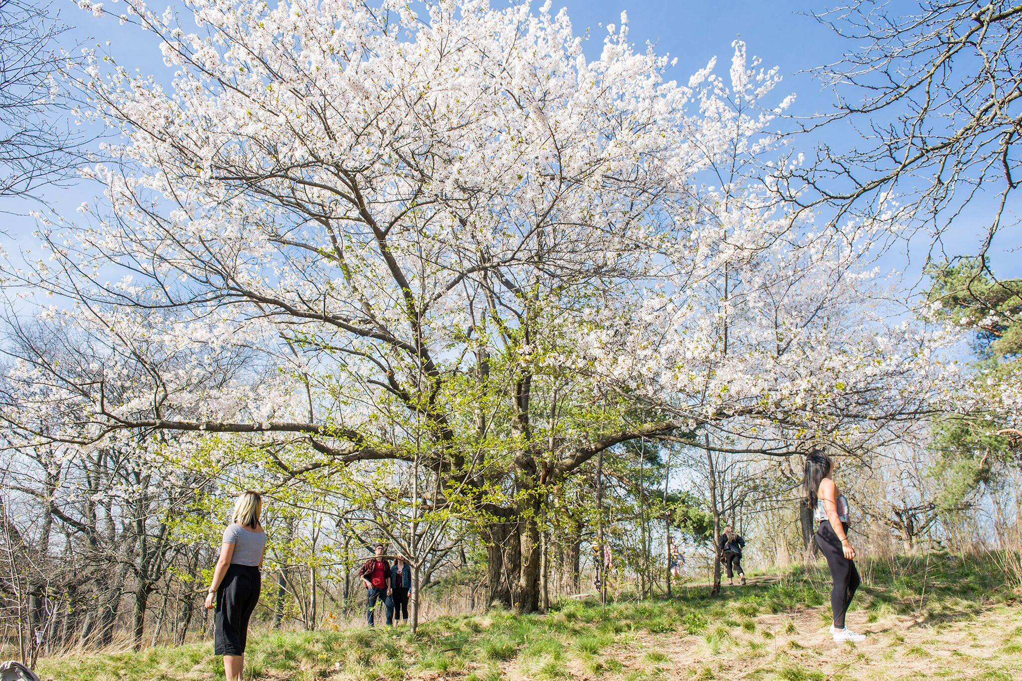 high park cherry blossom toronto 2021 dates