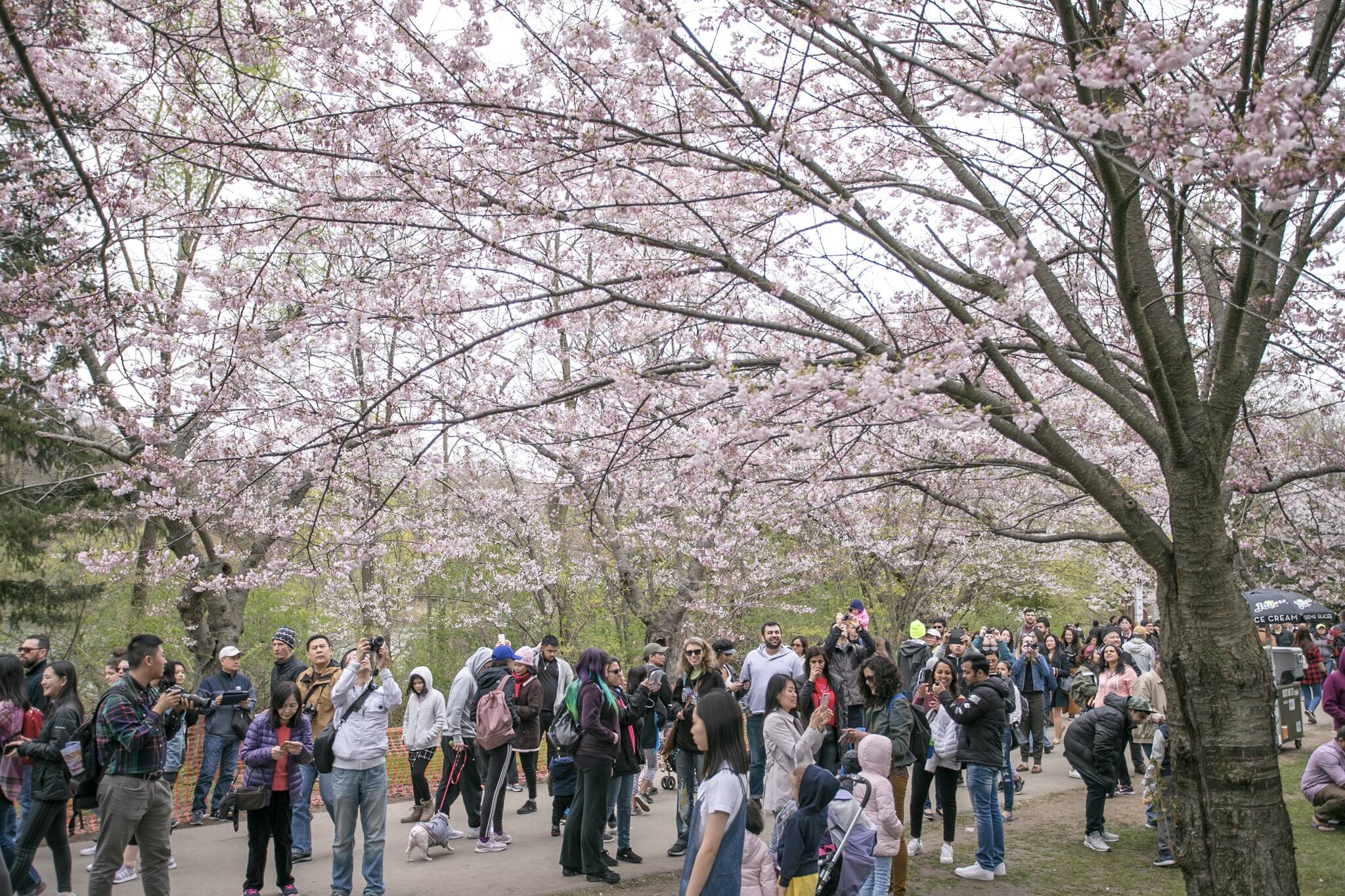 high park cherry blossoms 2021