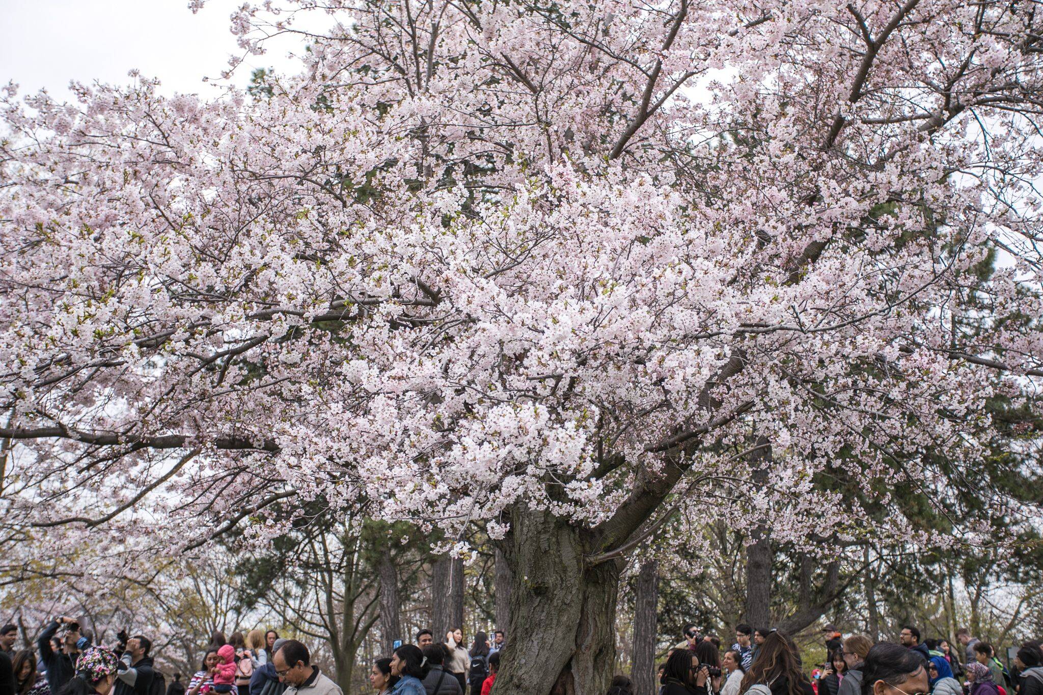 cherry blossoms high park 2021