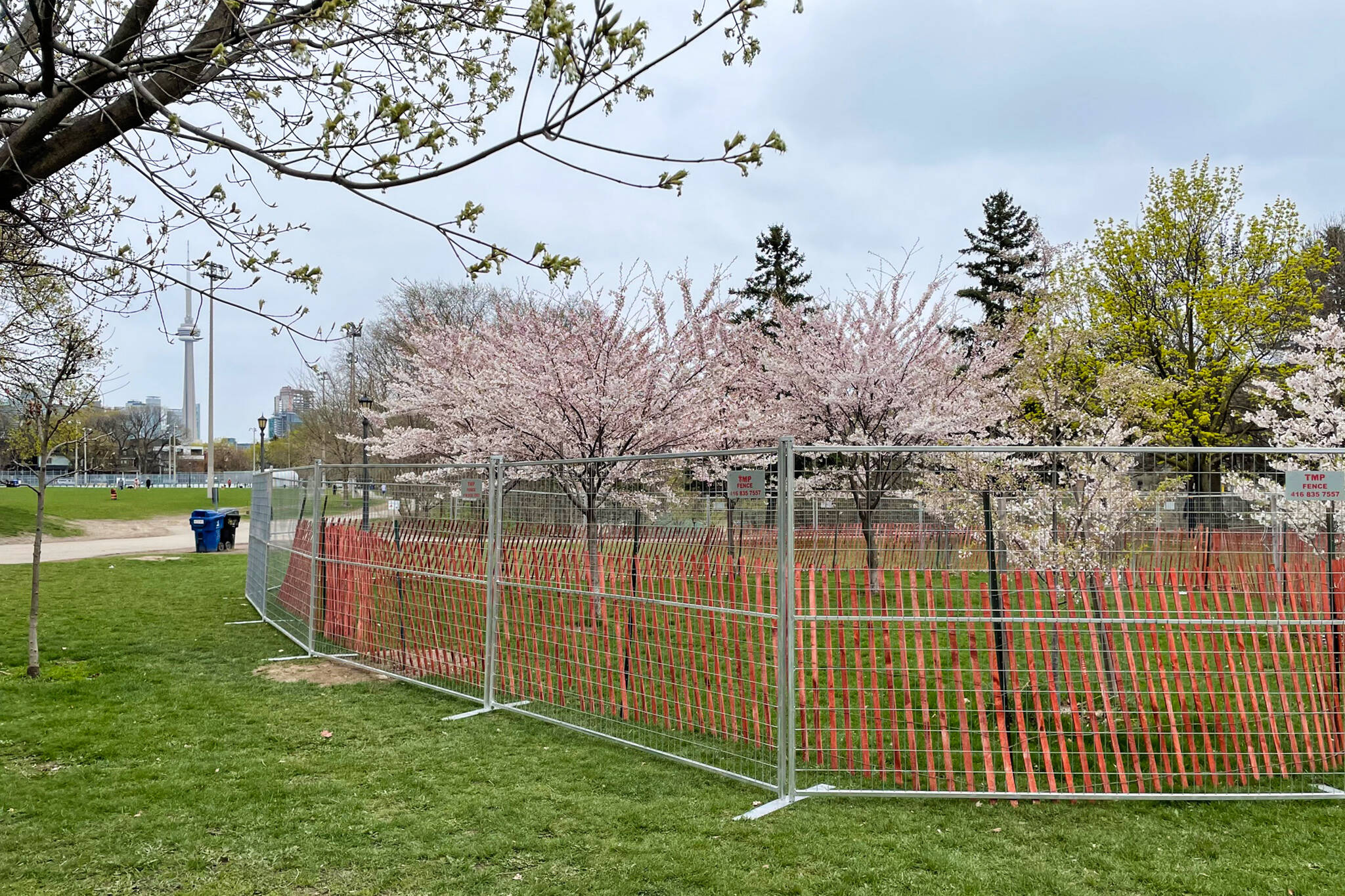 toronto cherry blossoms 2021
