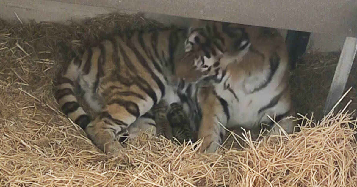 Three Endangered Tiger Cubs Were Just Born At The Toronto Zoo And They Re So Precious