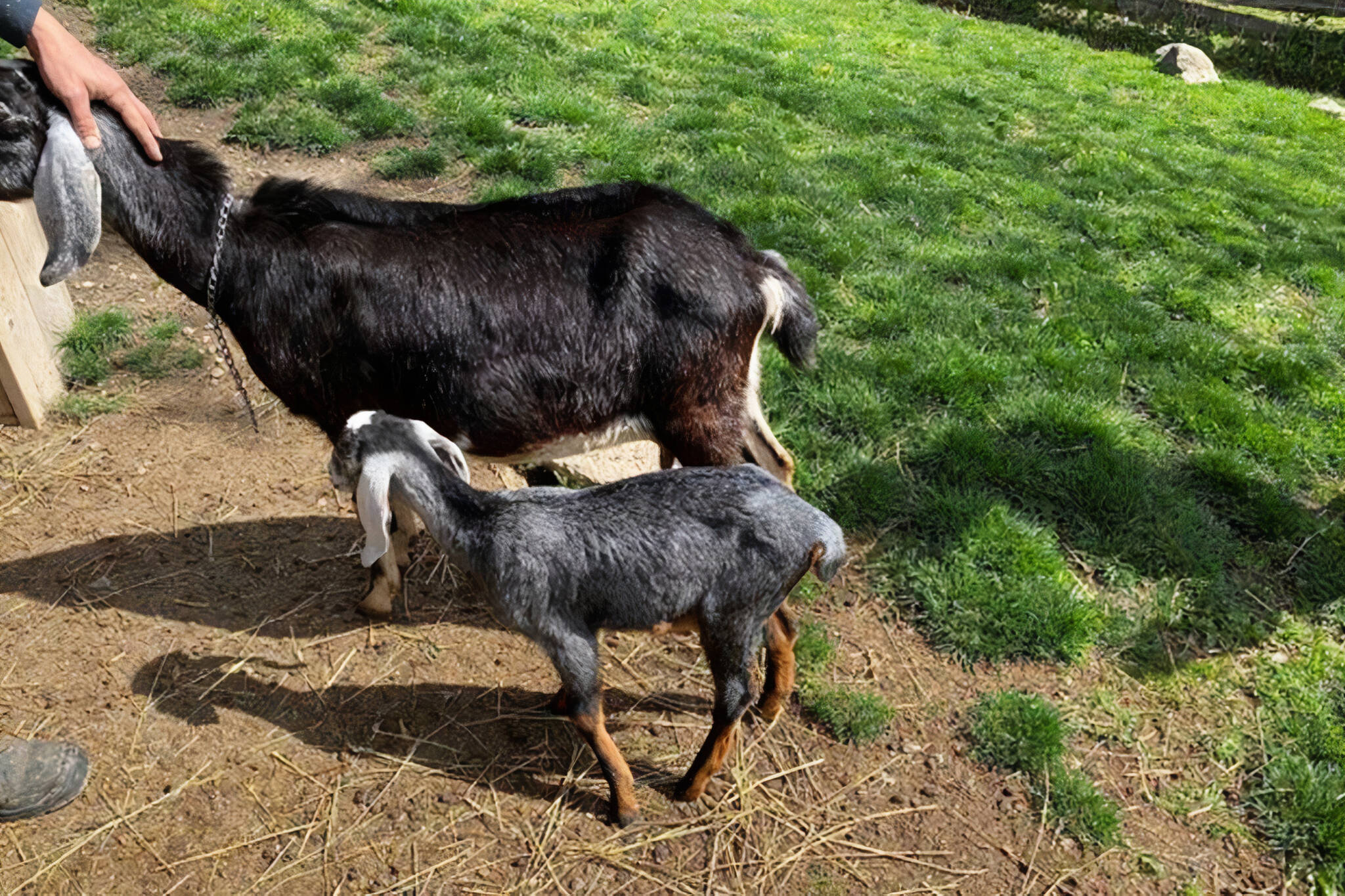 riverdale farm goat