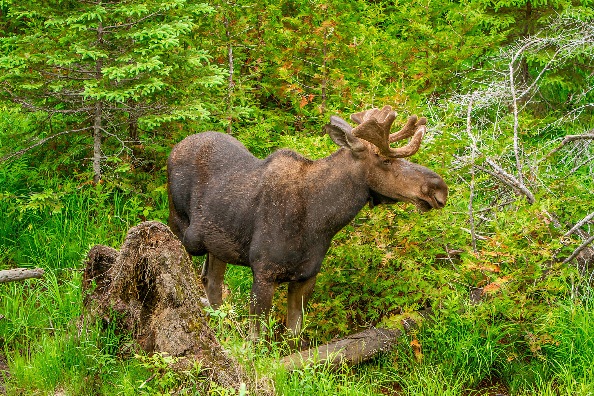 ontario moose hunt 2021