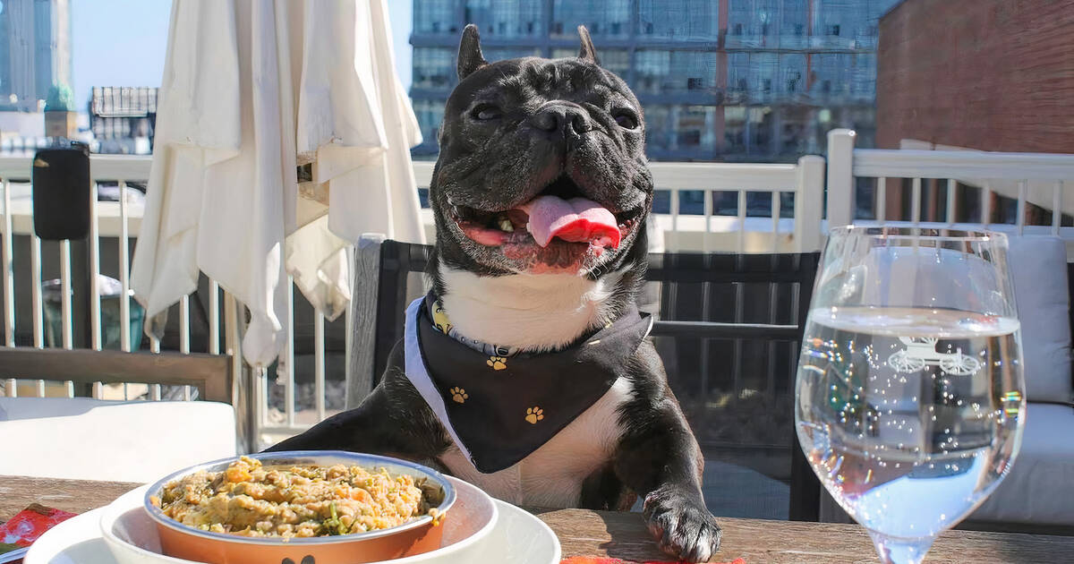 Toronto restaurant to offer dog menu so pets can eat while owners dine