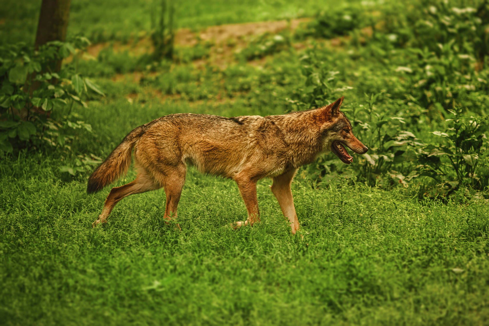 coyote toronto