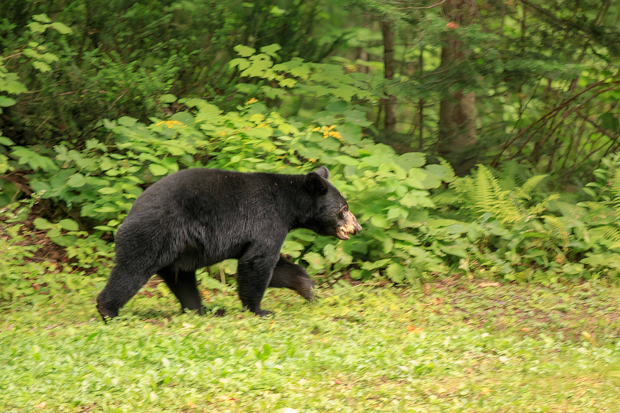 black bear ontario