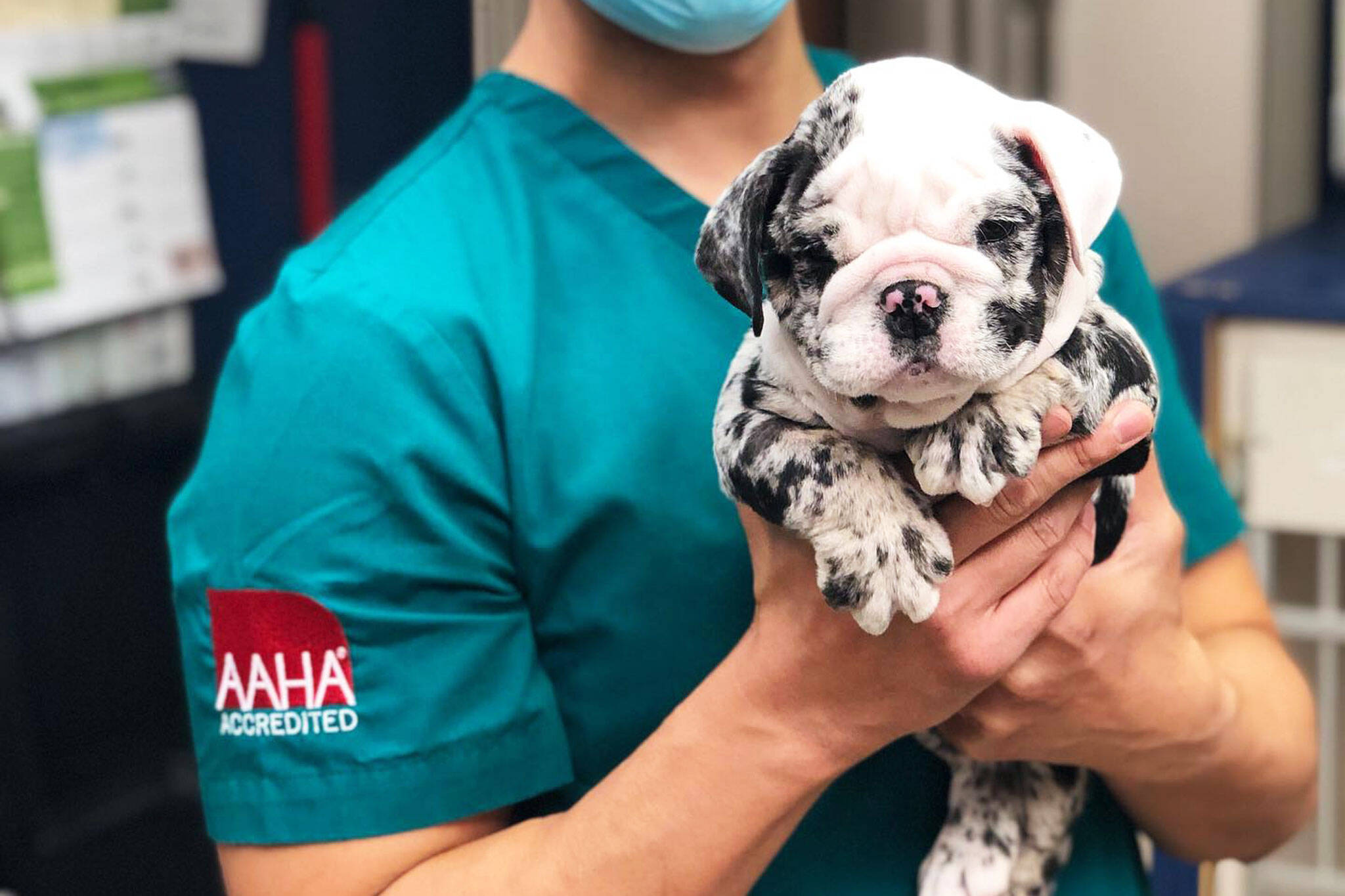 The Best Animal Hospitals in Toronto