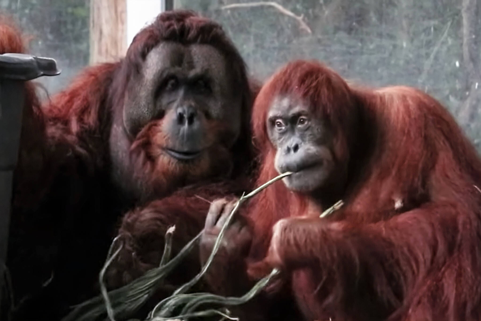 toronto zoo orangutans