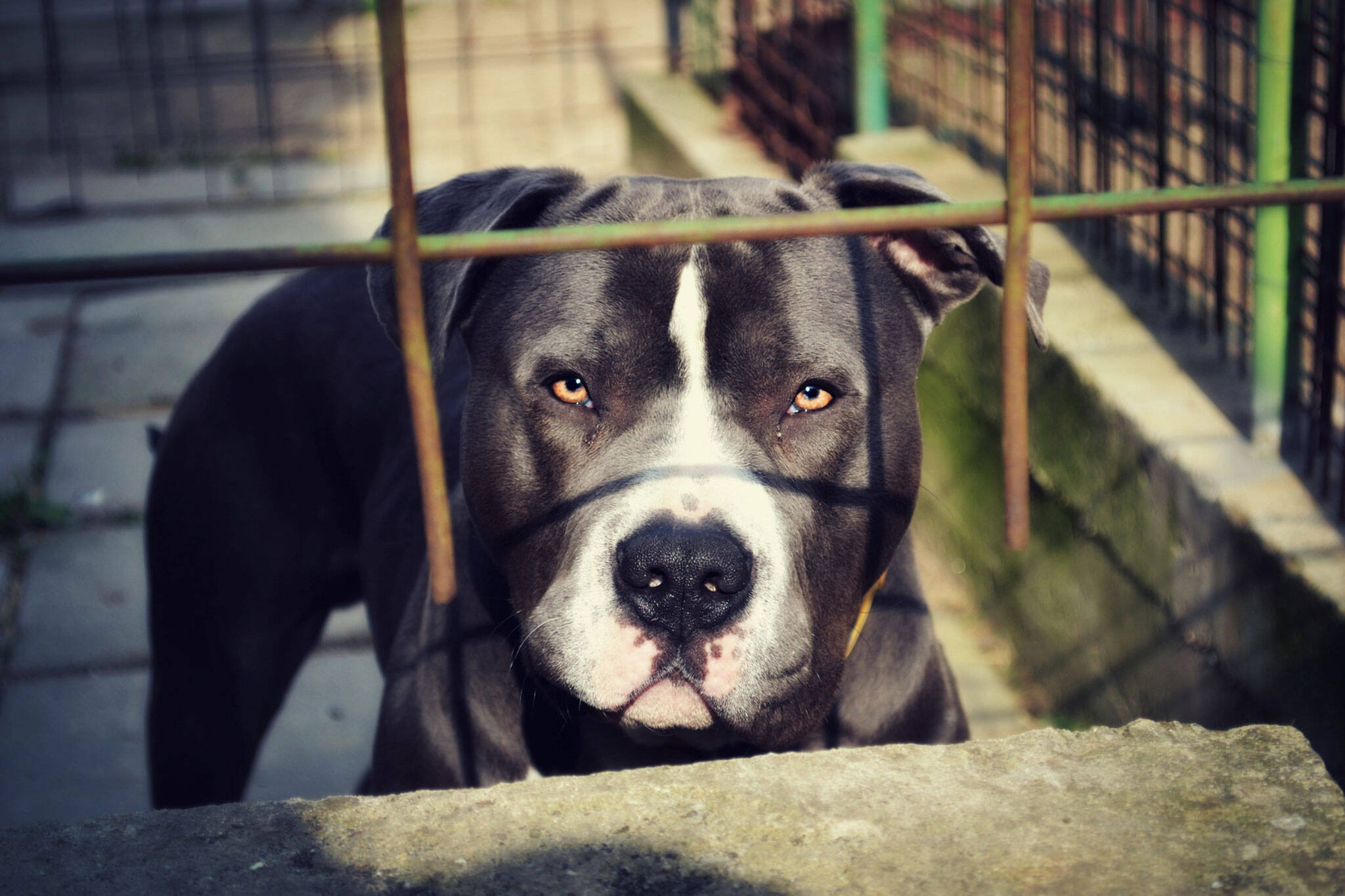 Pit Bulls and The Dog Owners' Liability Act