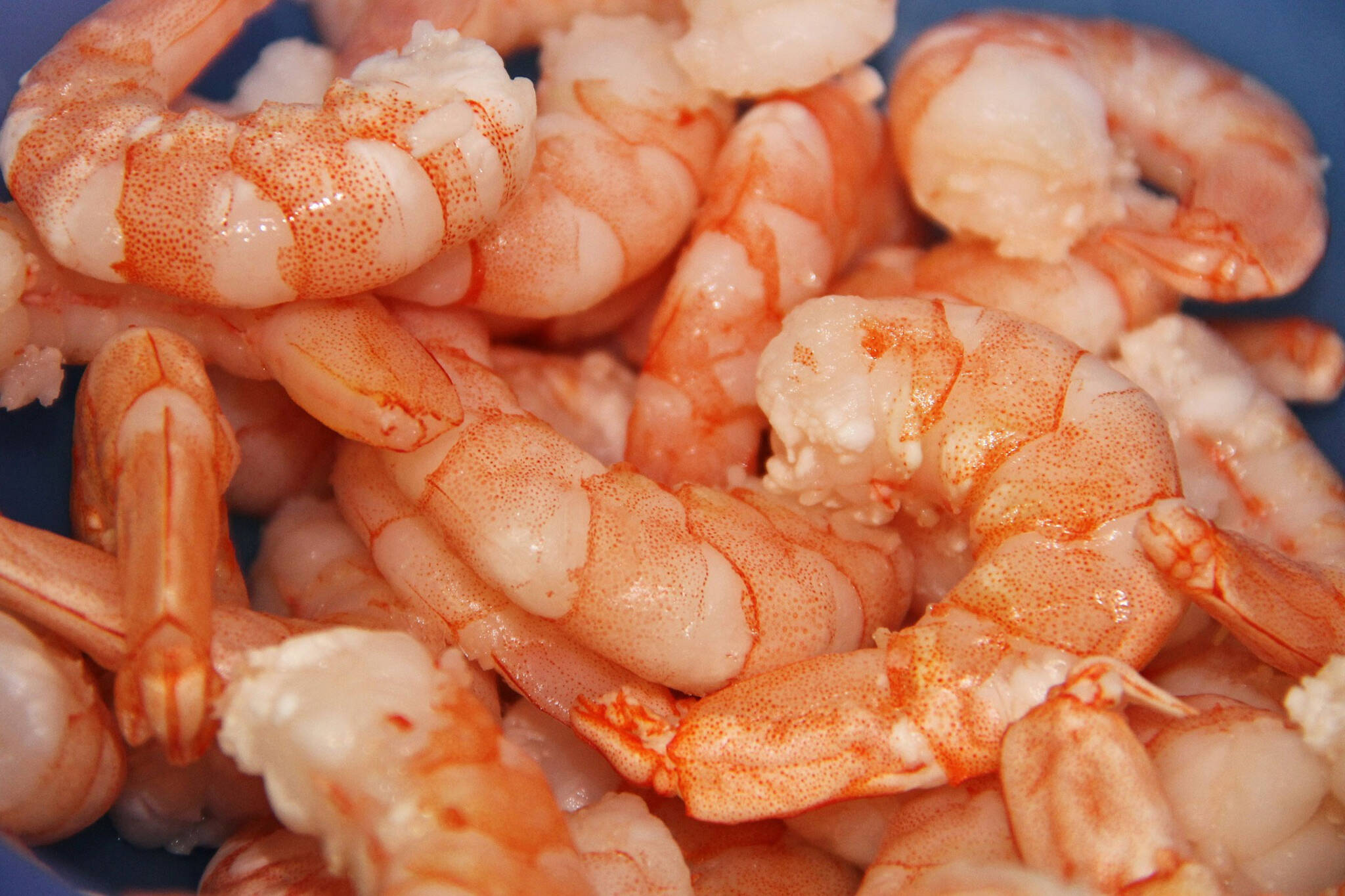 shrimp toronto