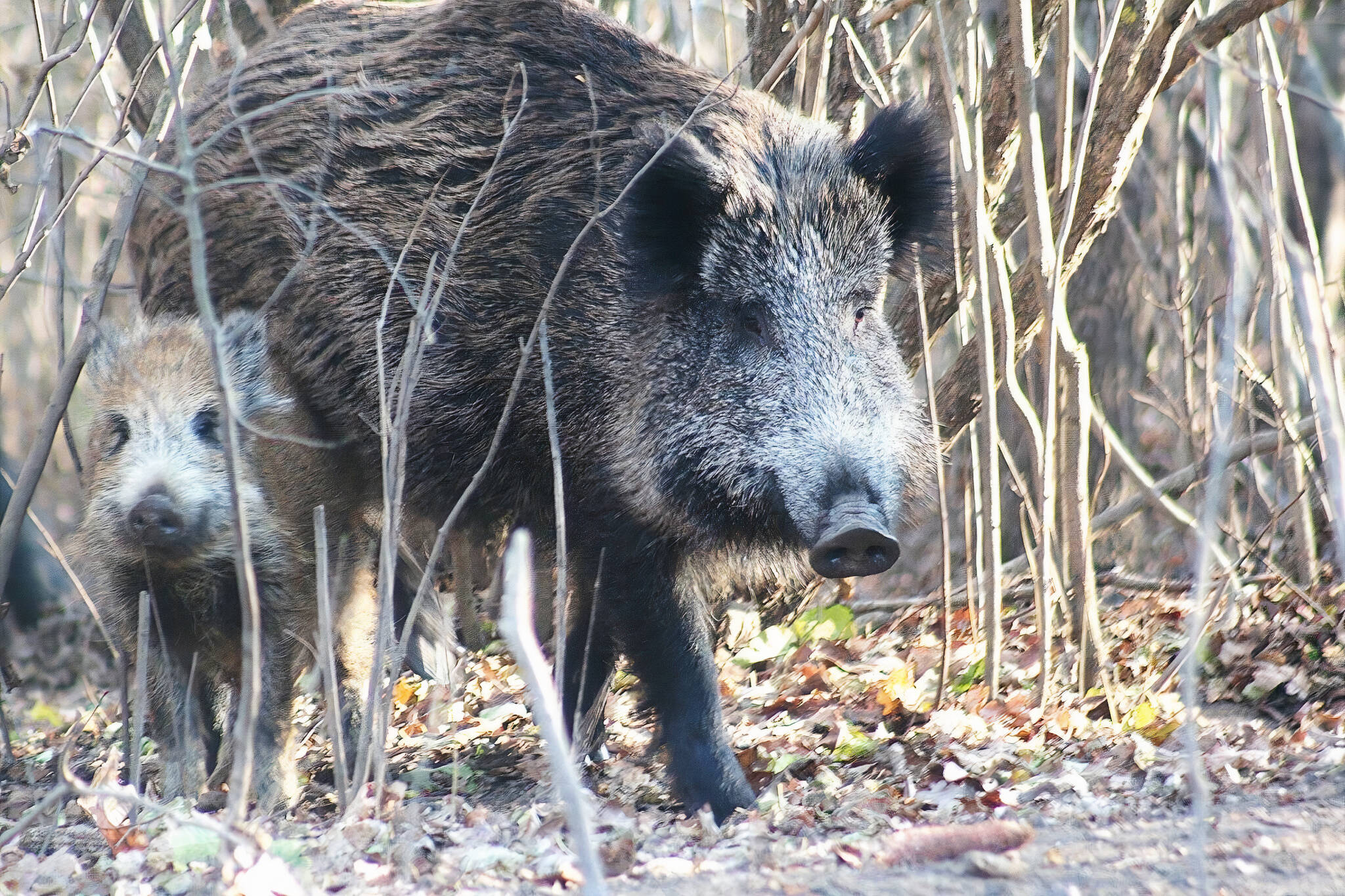 Wild boars are being spotted roaming around near Toronto and officials are  concerned