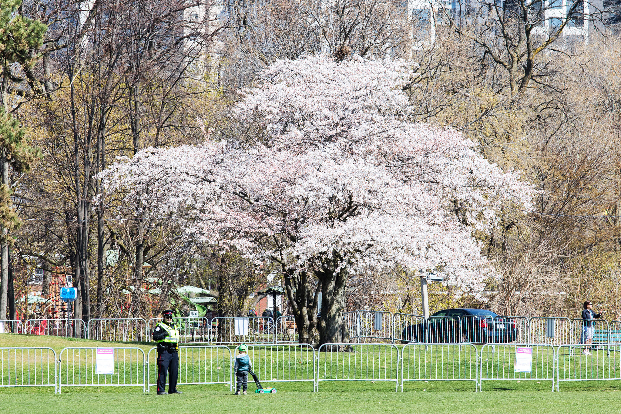 high park cherry blossoms 2021