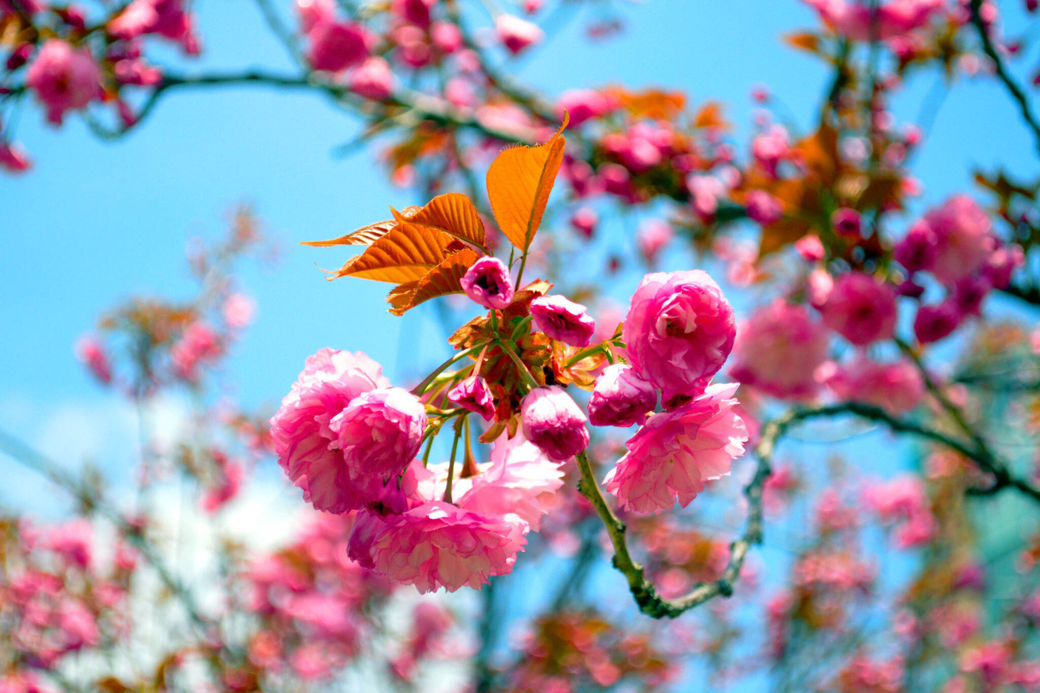 kariya park cherry blossoms