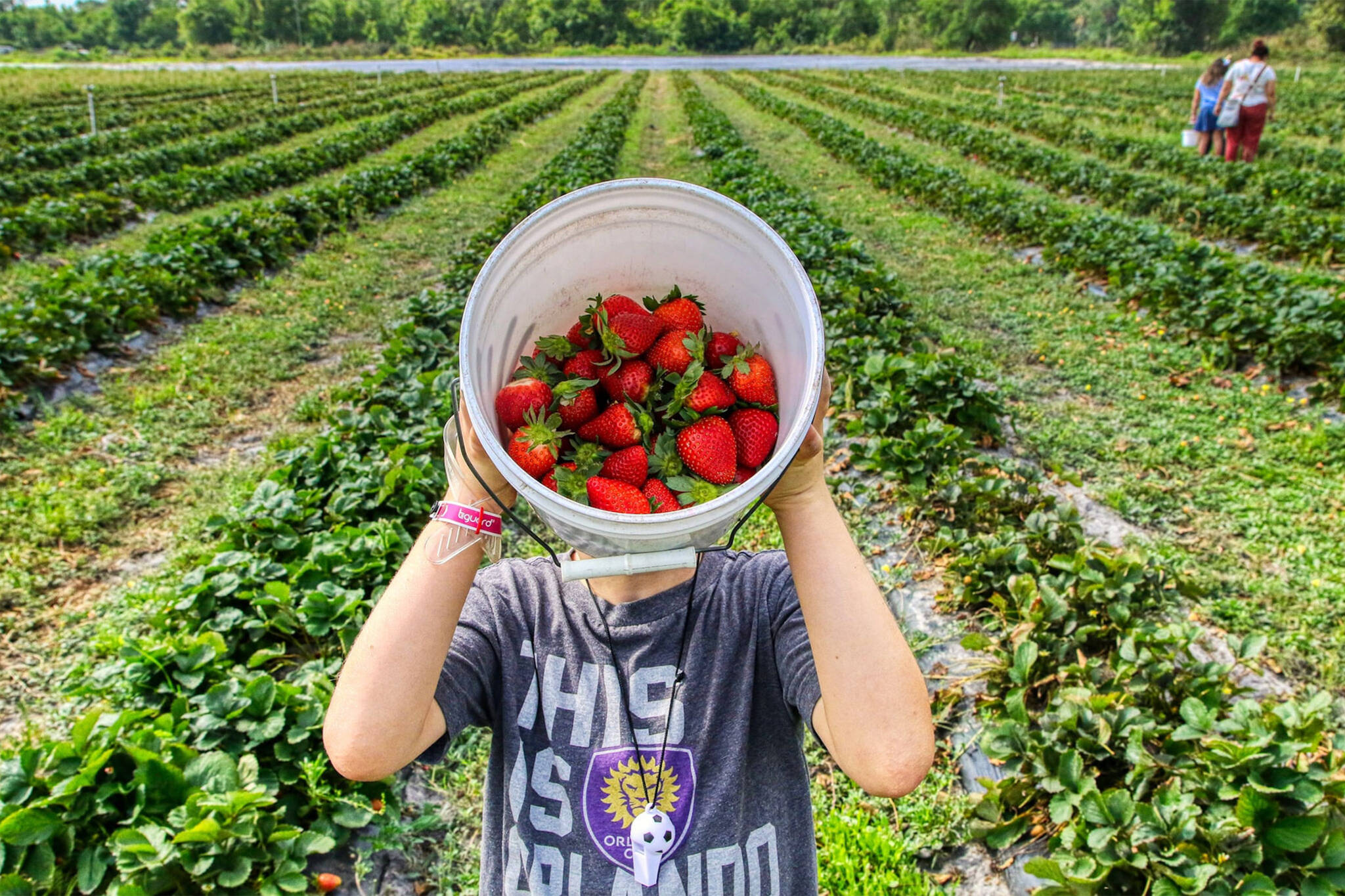 strawberry picking toronto