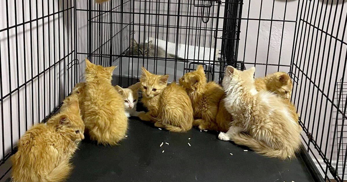 Humane society in Toronto just rescued kittens and are desperate to