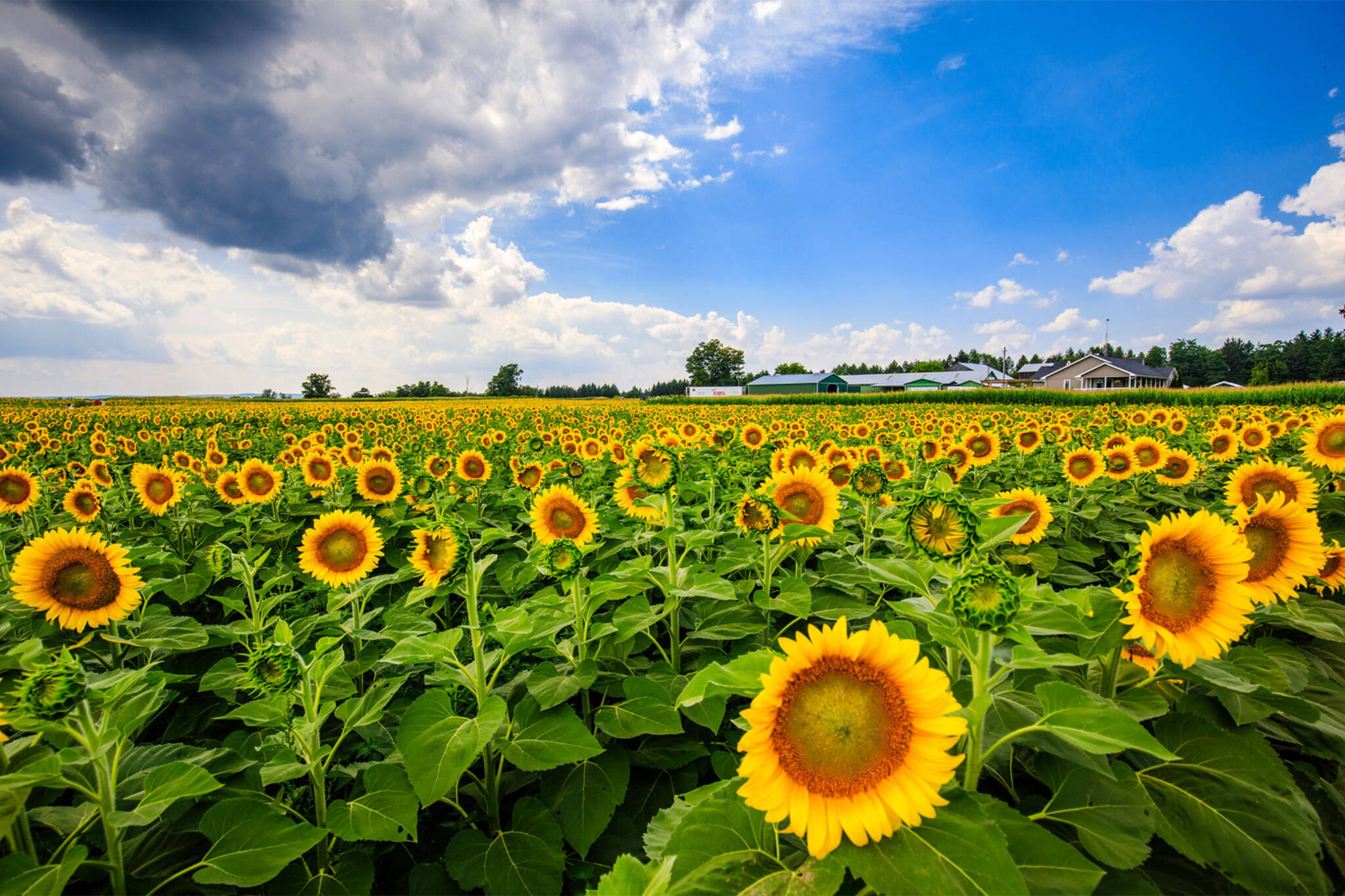 sunflower farm toronto