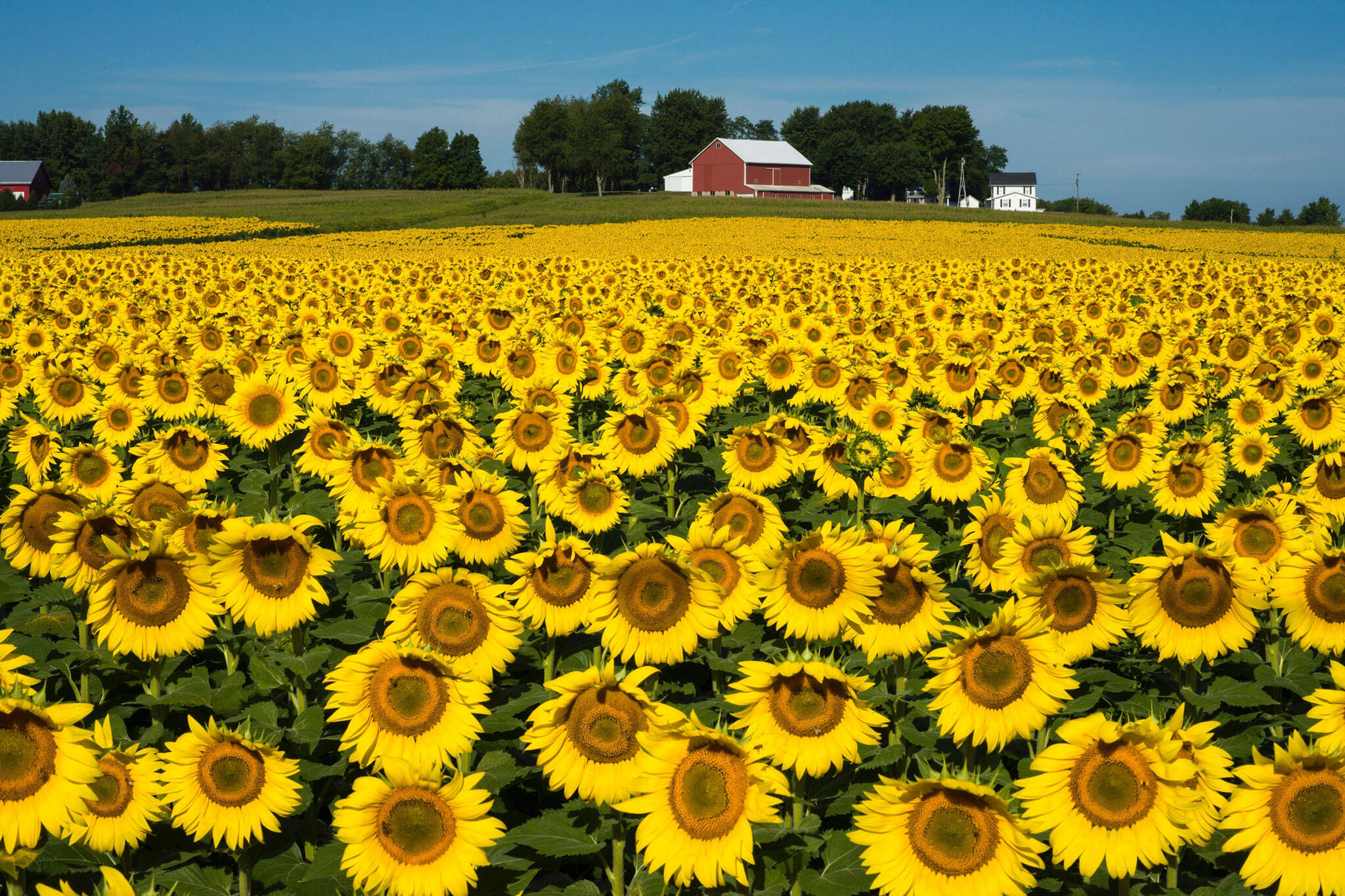 sunflowers of elora