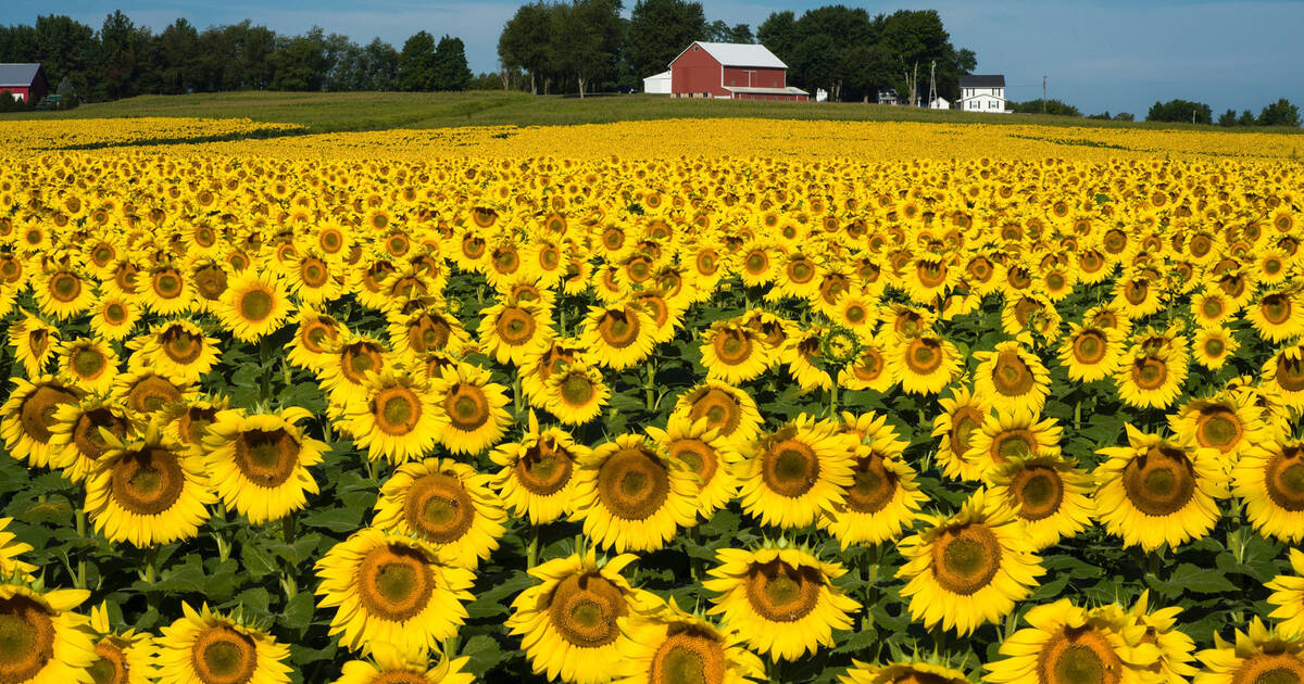 There's a huge sunflower festival in Ontario this month
