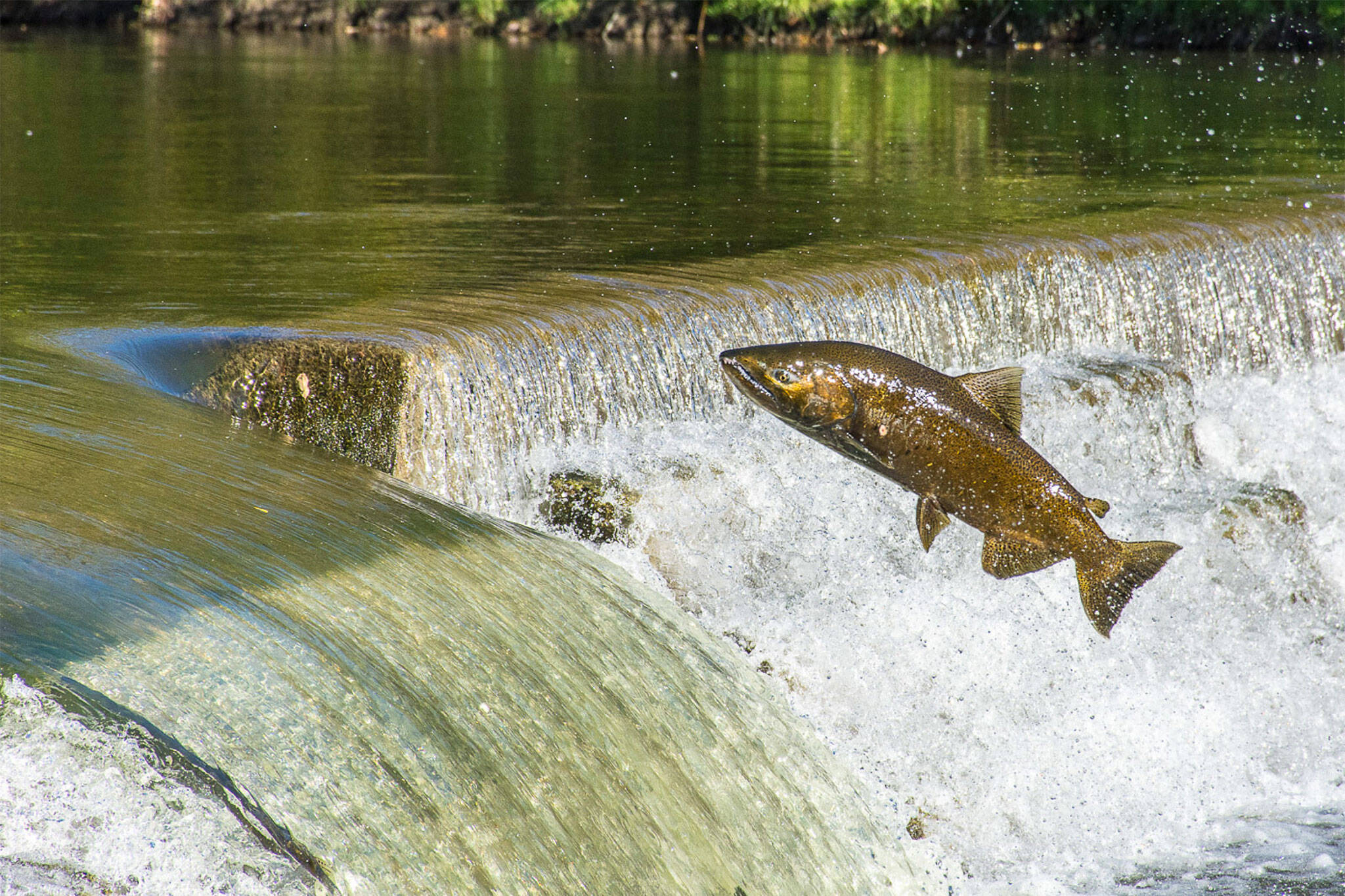 humber river salmon run