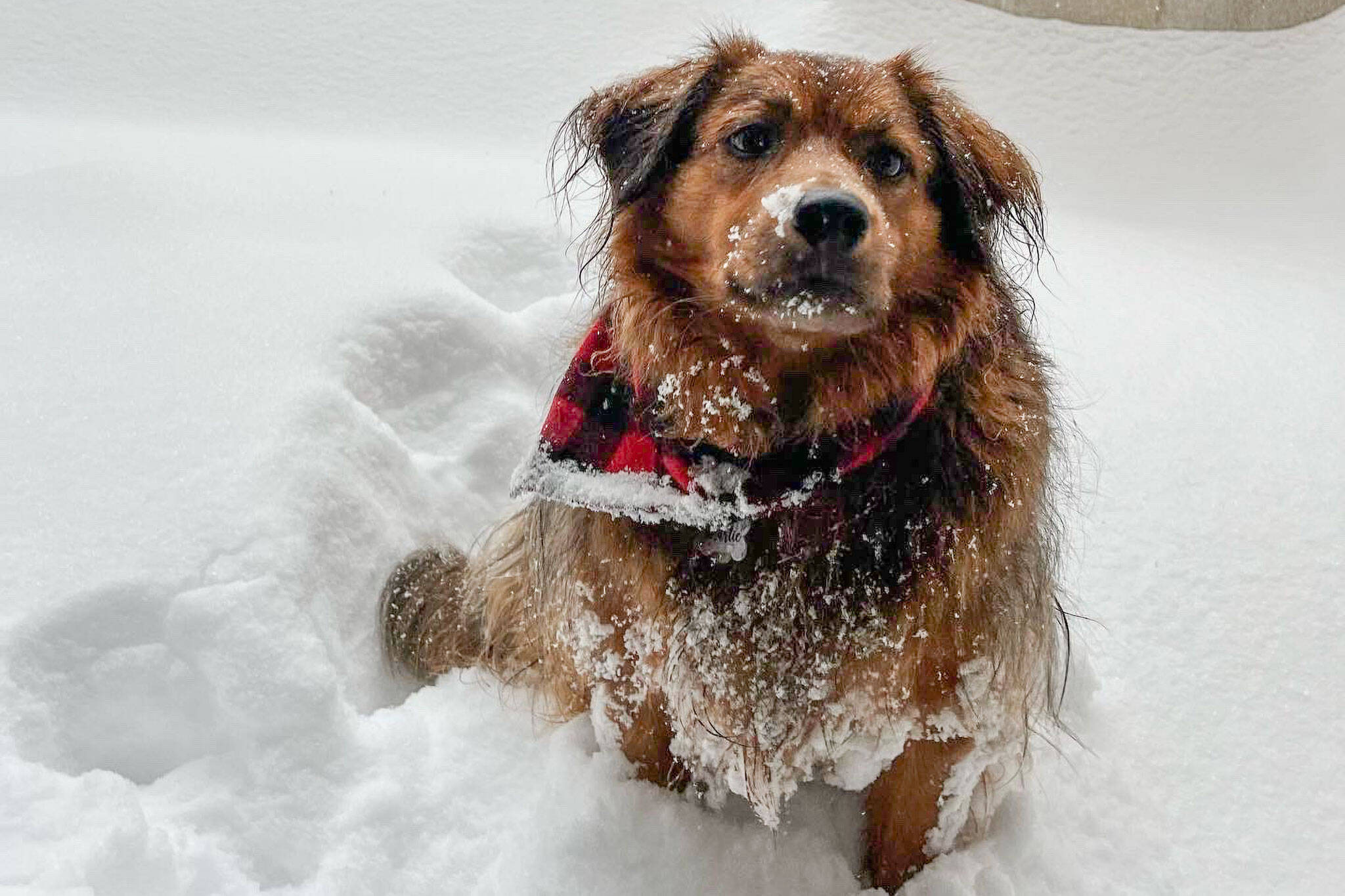toronto pets blizzard storm
