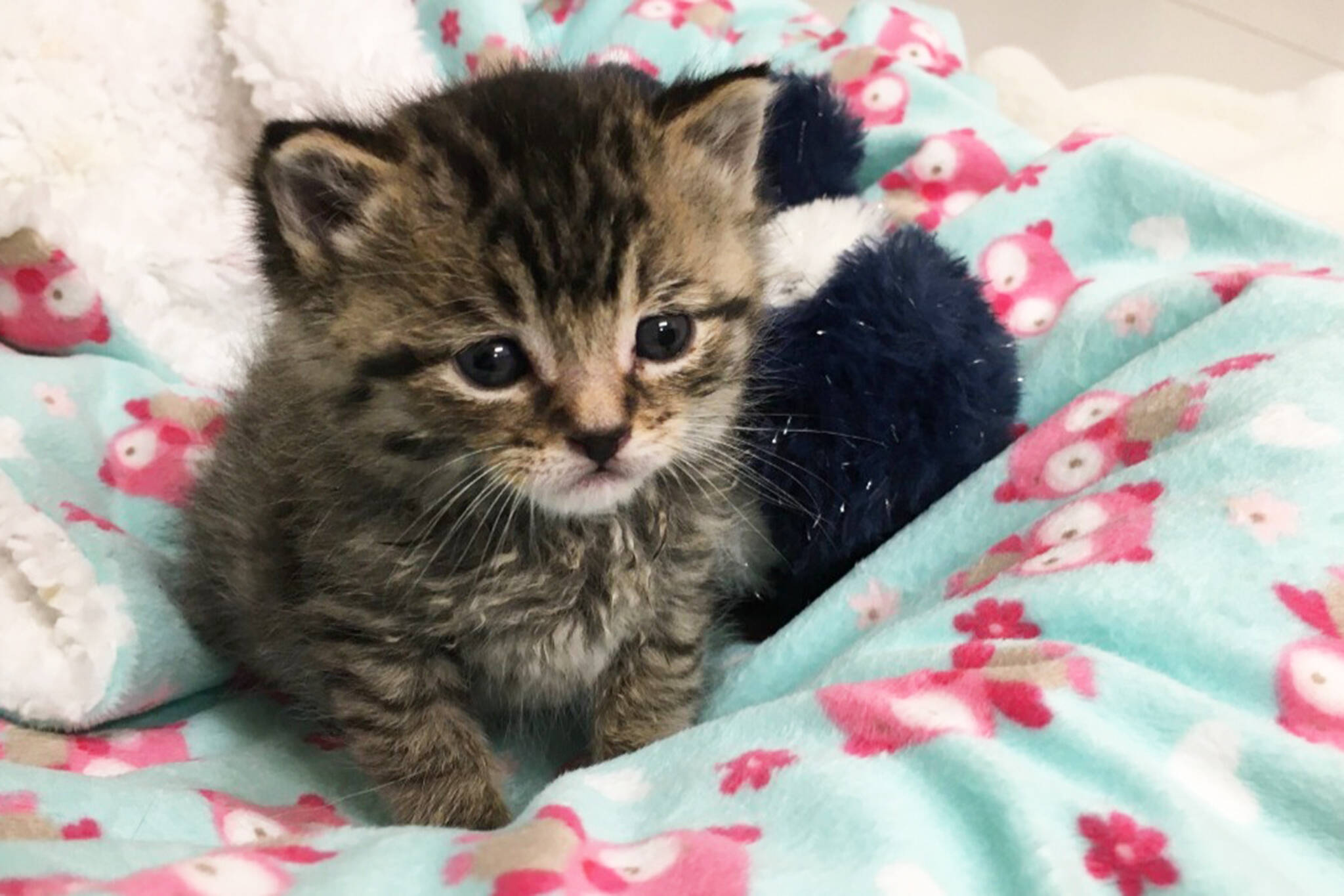 Someone left a litter of kittens in a Toronto trash can amid ...