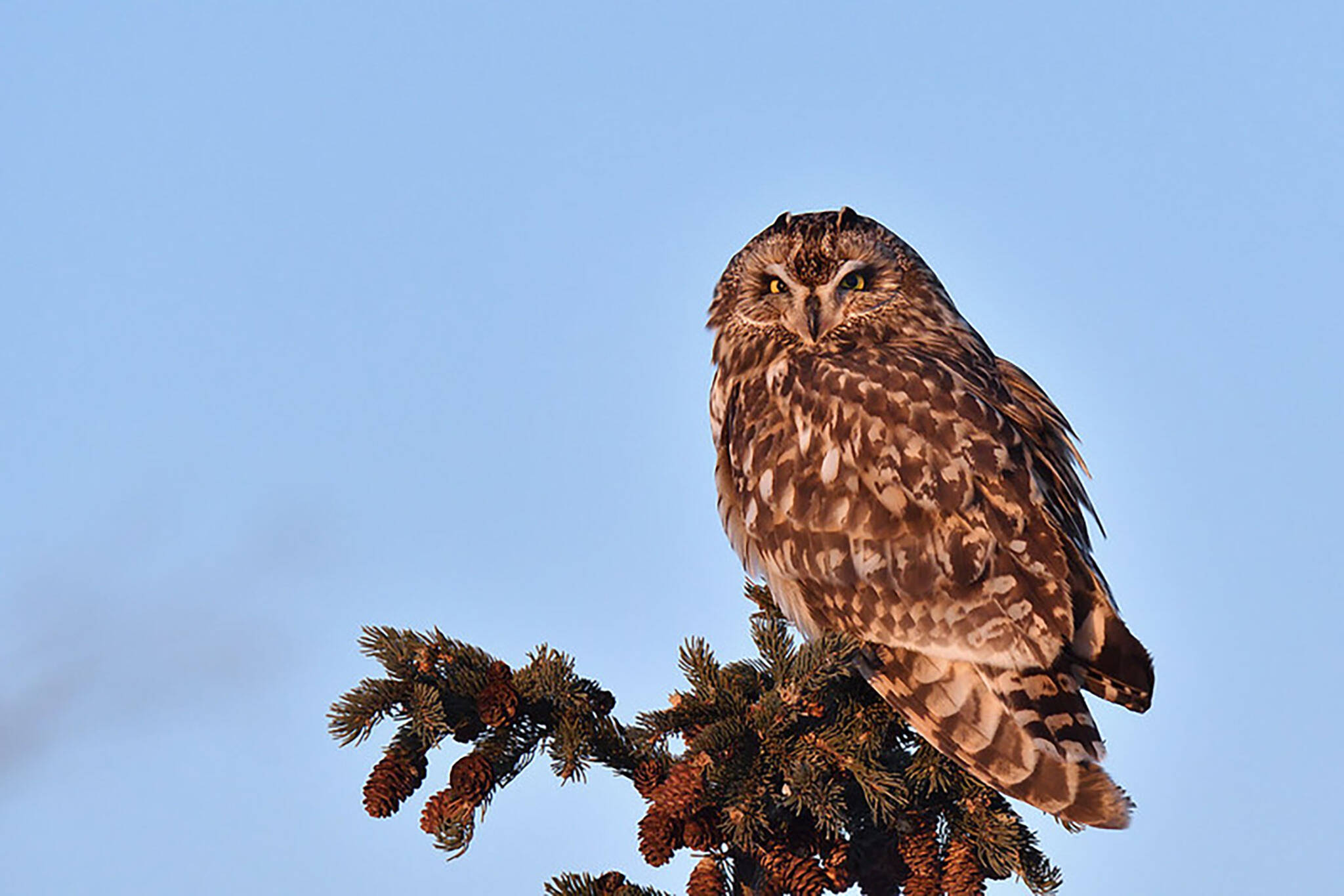 toronto park owls