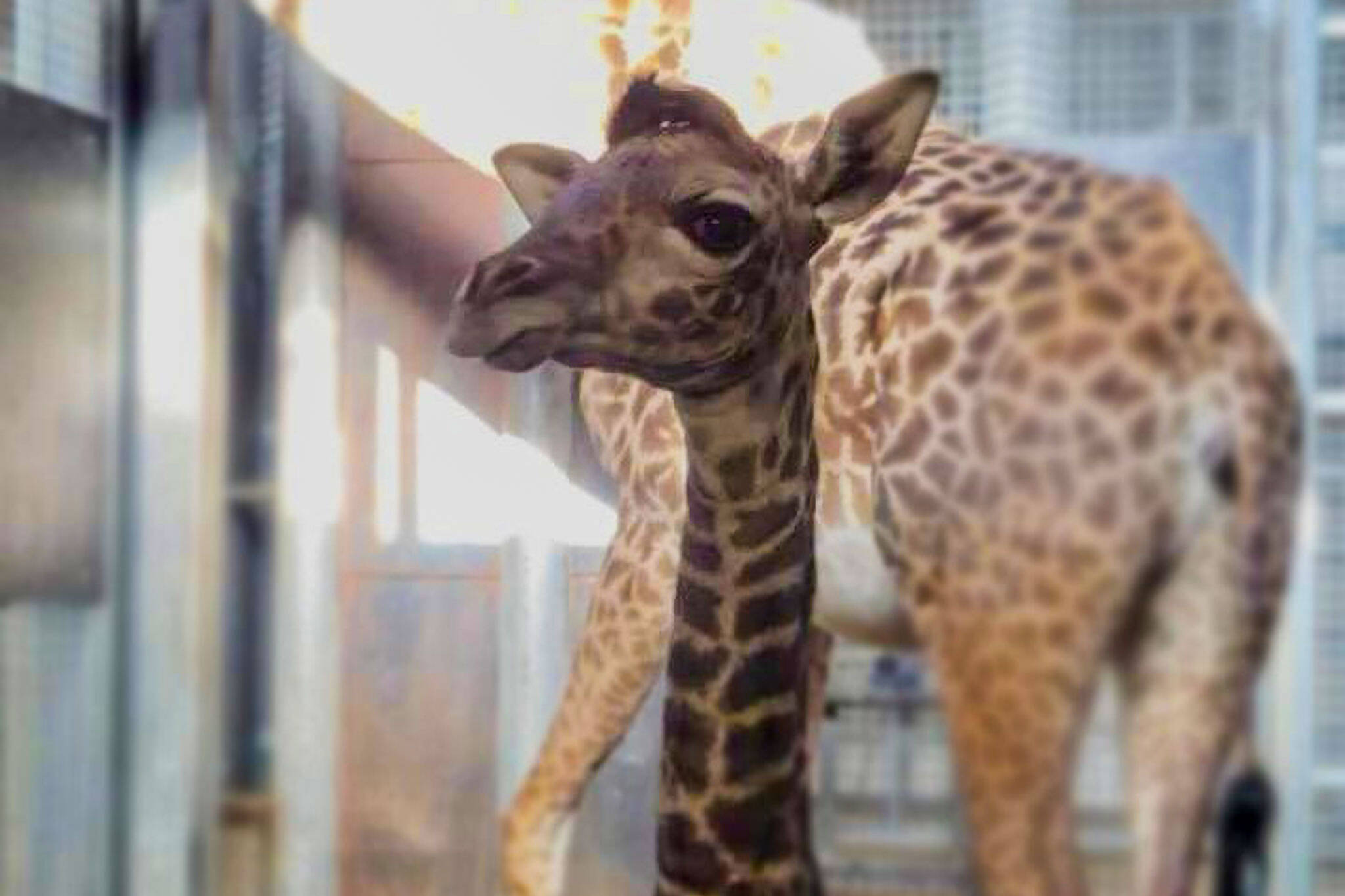 baby giraffe toronto zoo