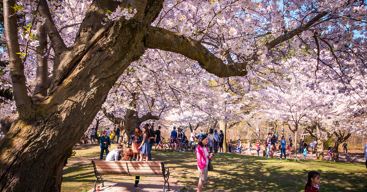 High Park cherry blossoms in Toronto expected to reach peak bloom