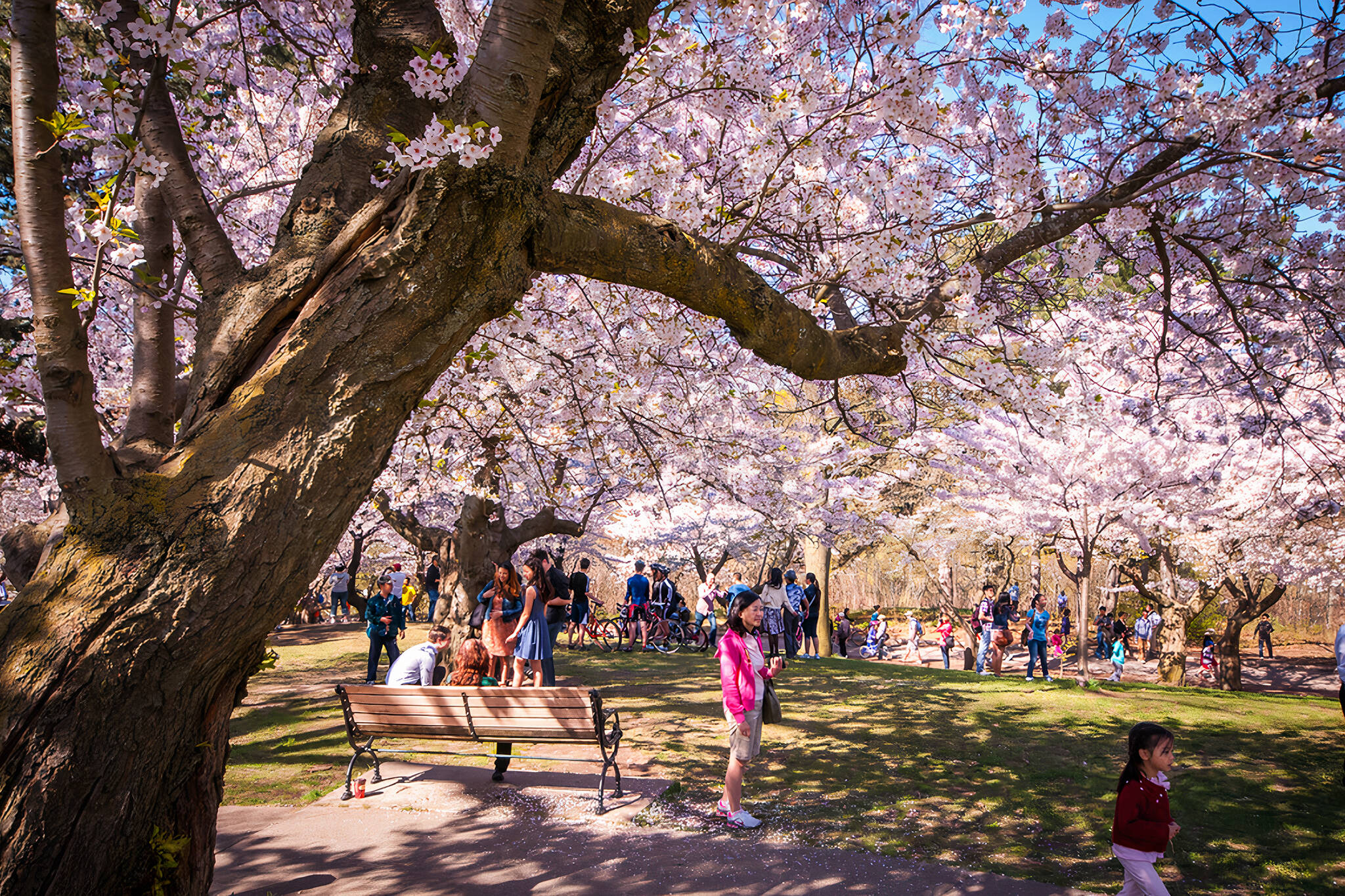 high park cherry blossoms 2023