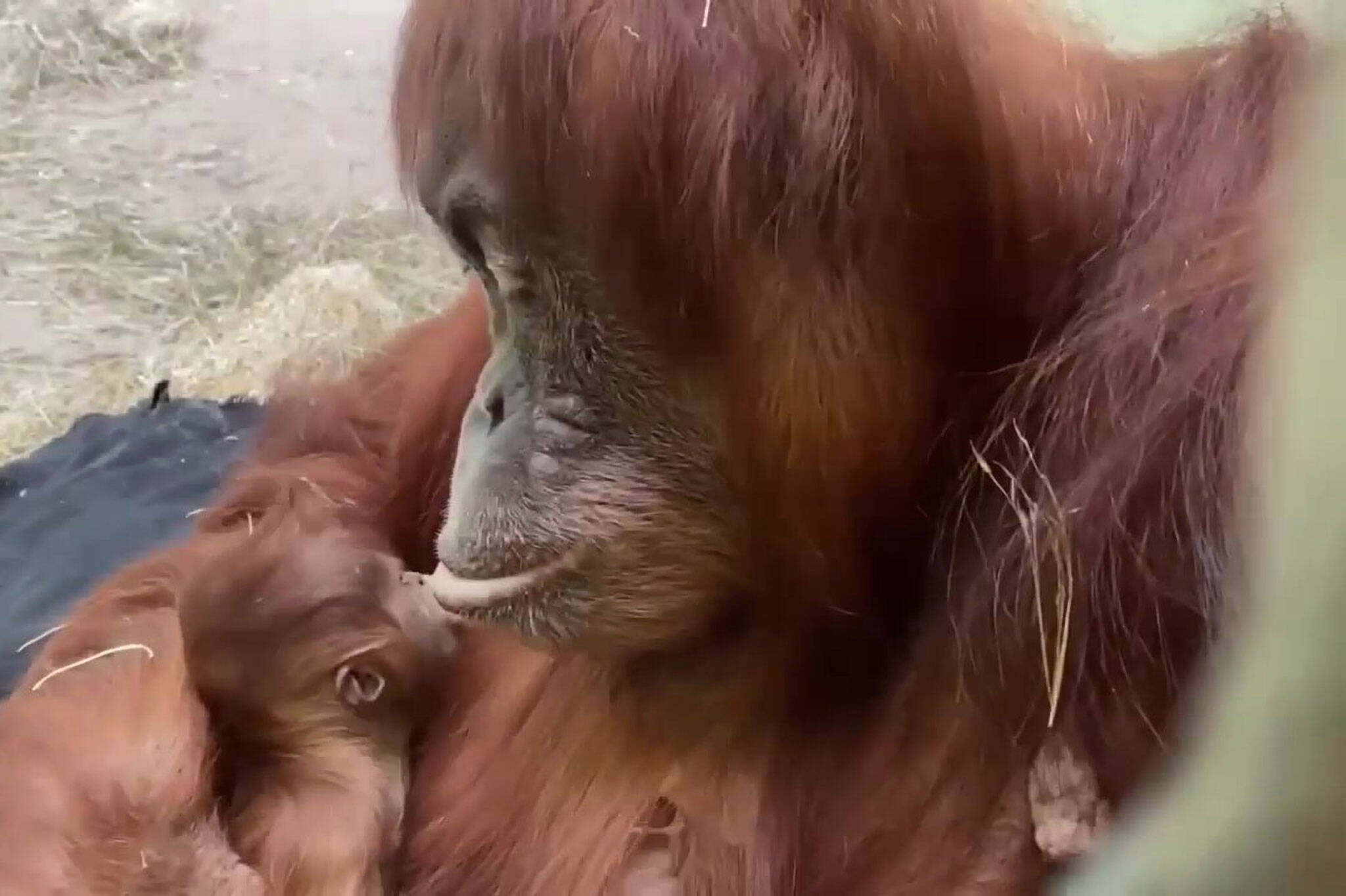 baby orangutan toronto zoo