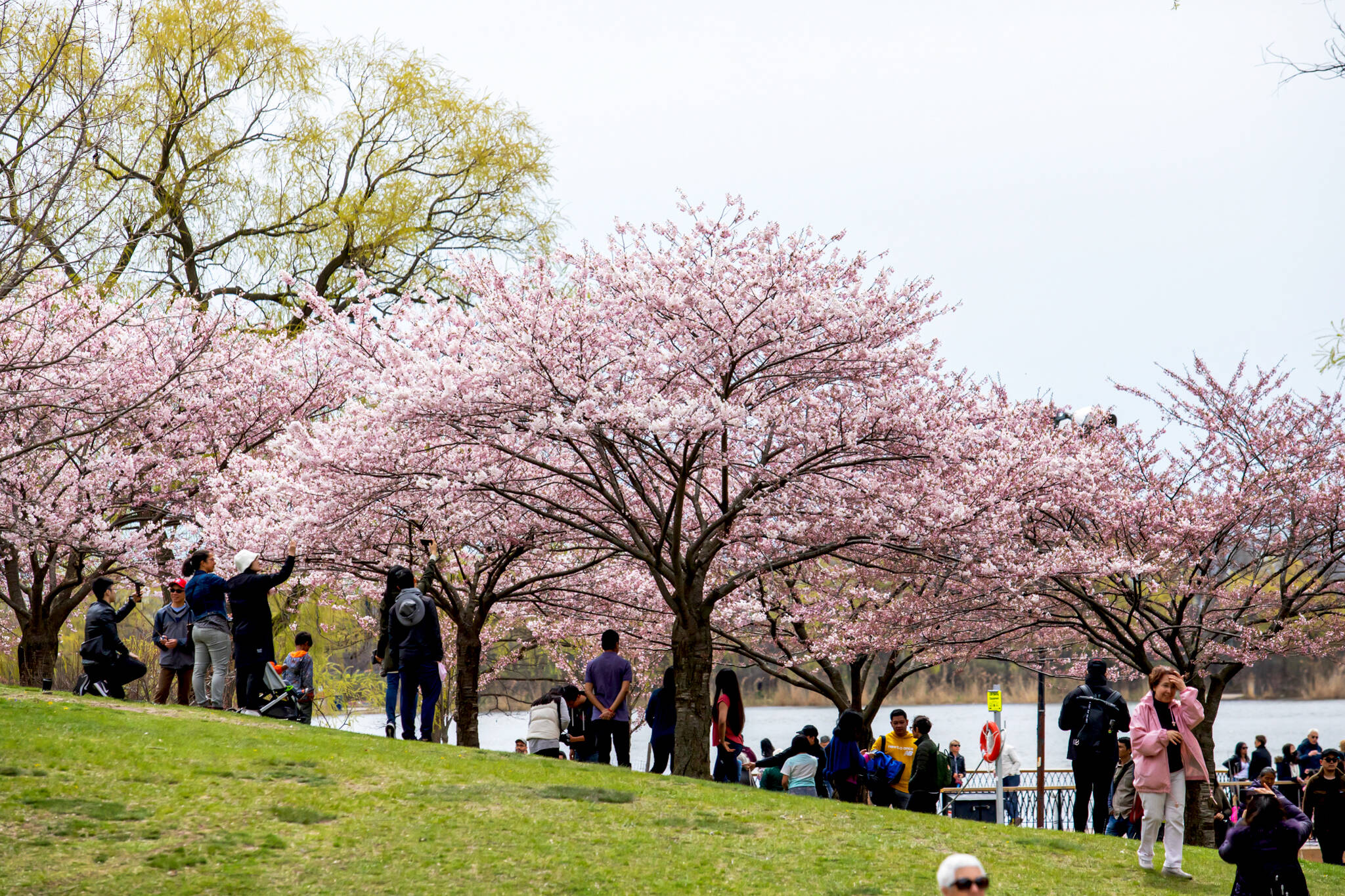 cherry blossom toronto high park