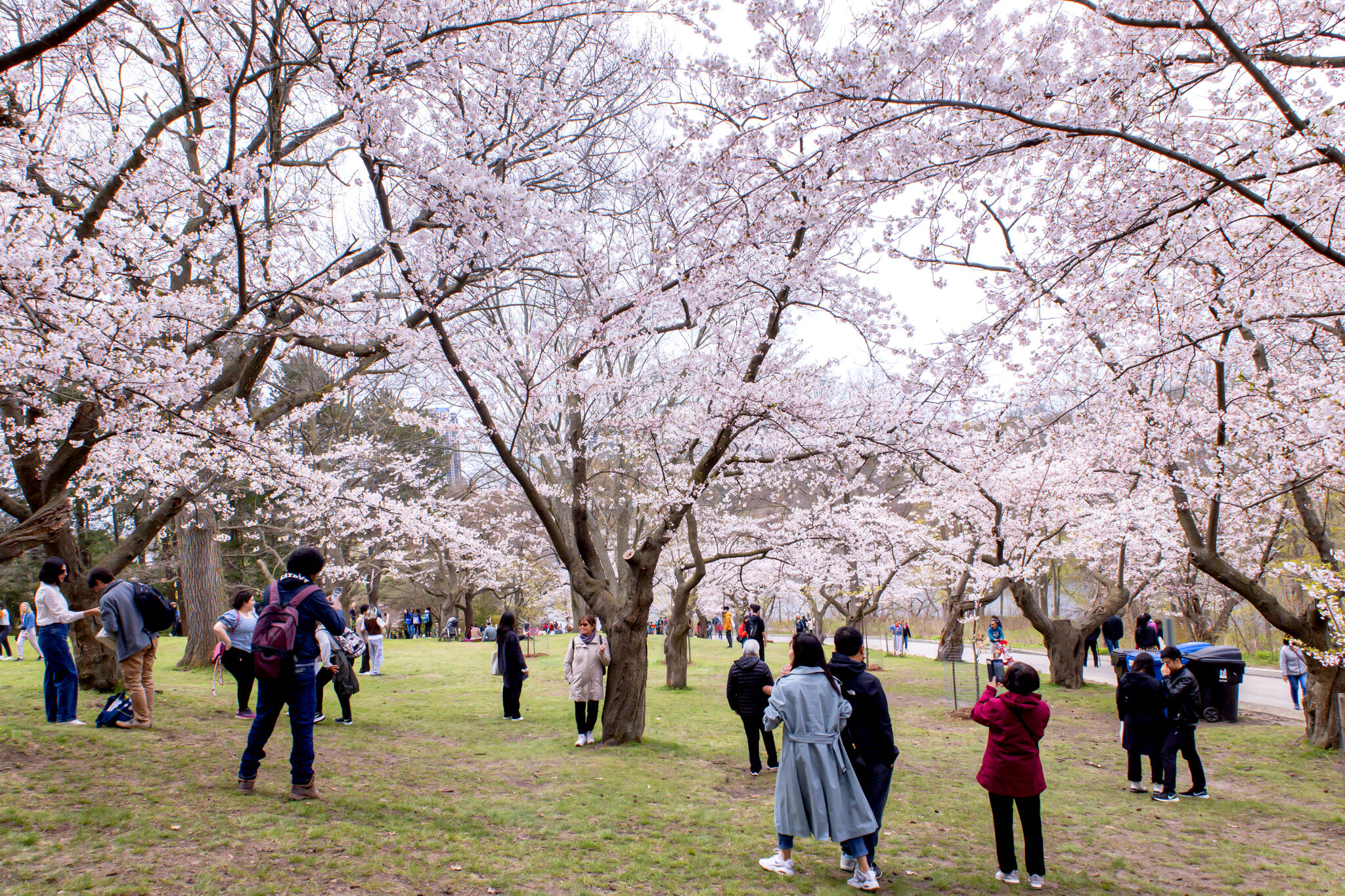 Huge crowds in Toronto celebrate the return of cherry blossoms at High Park
