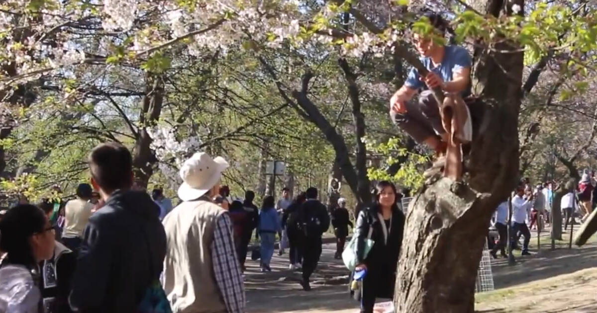 Video shows disrespectful crowds damaging cherry blossoms at Toronto’s High Park