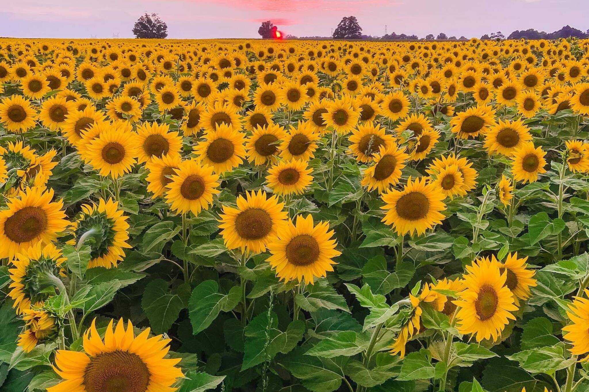 sunflower farm ontario