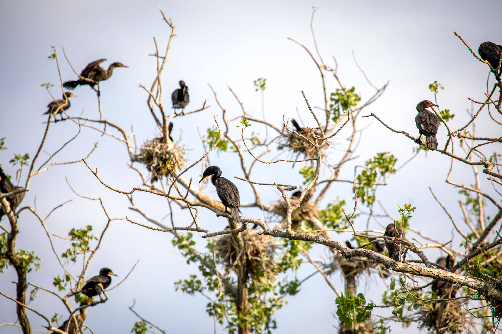 cormorants toronto island