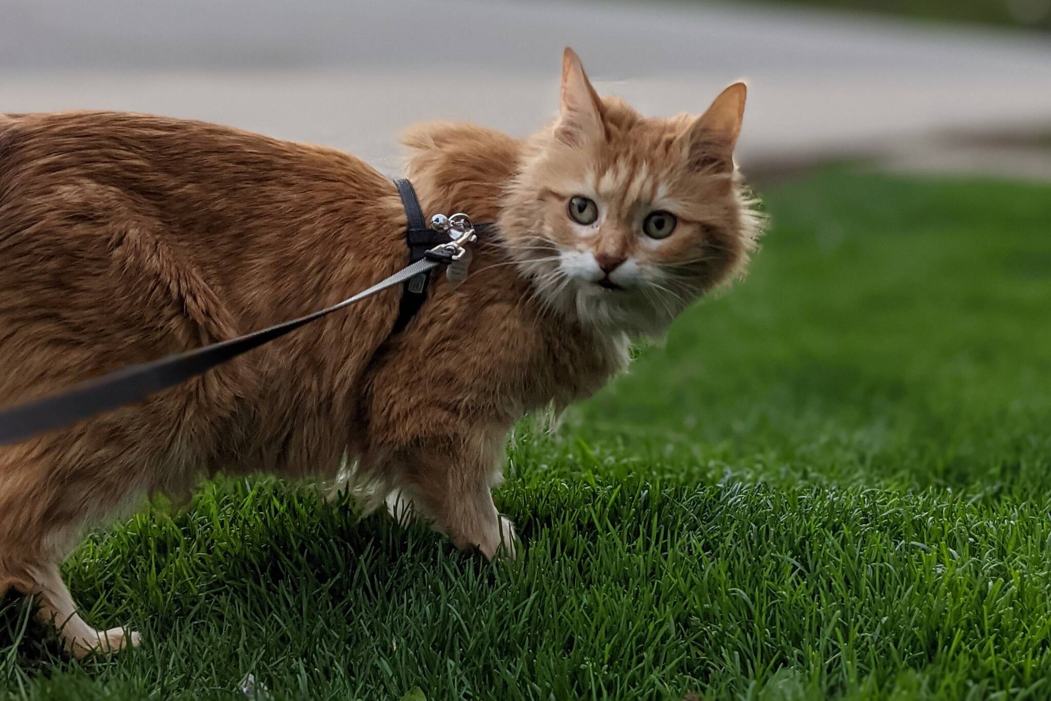 toronto cat bylaw leash