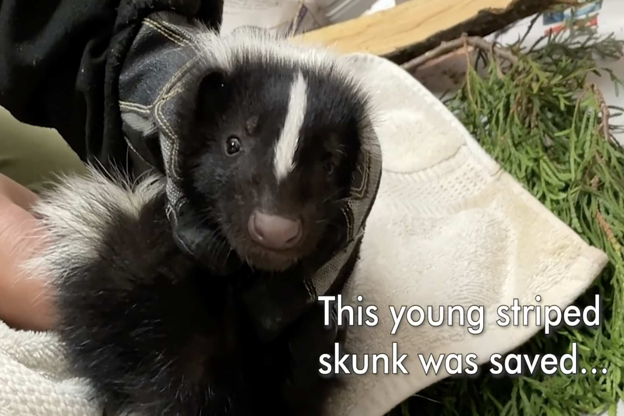 skunk trapped toronto rescue