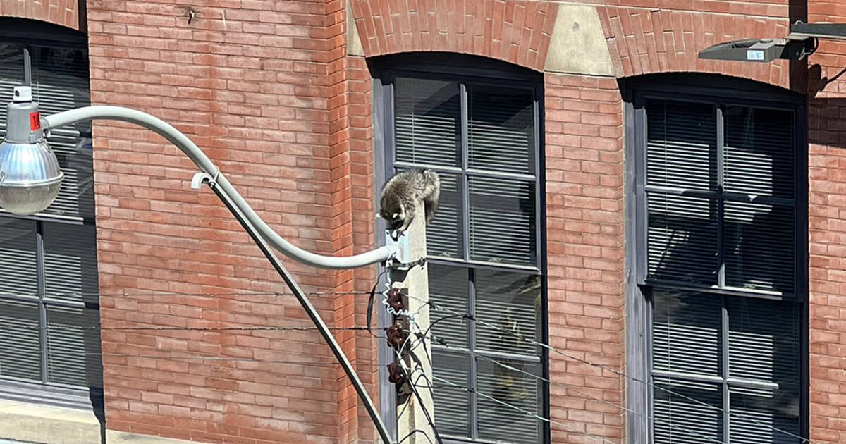 Canadian music icon begs Toronto to help save raccoon trapped on pole