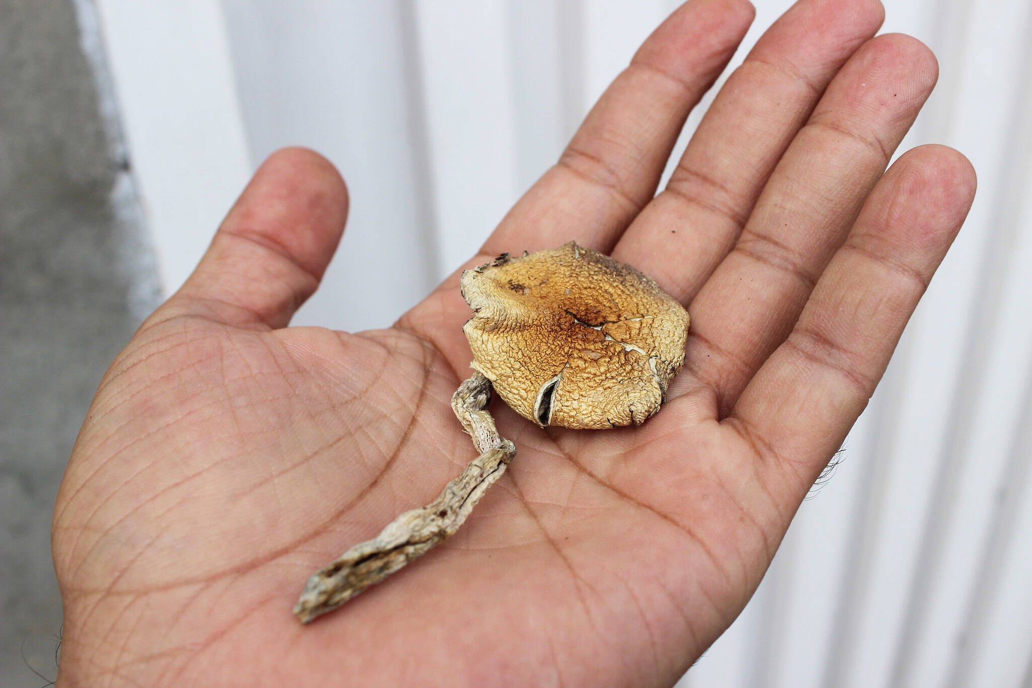 camh magic mushrooms