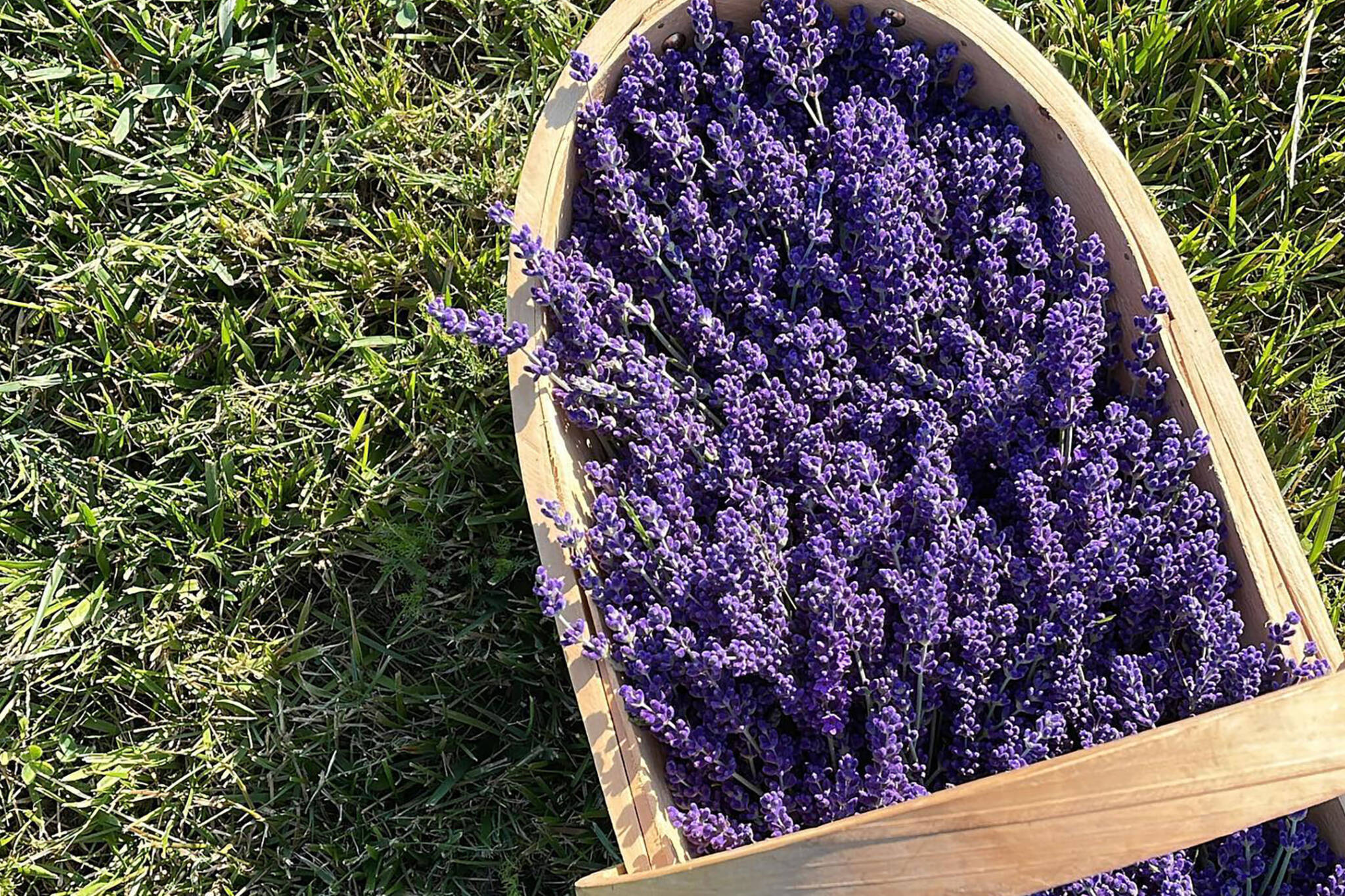 hereward farms lavender
