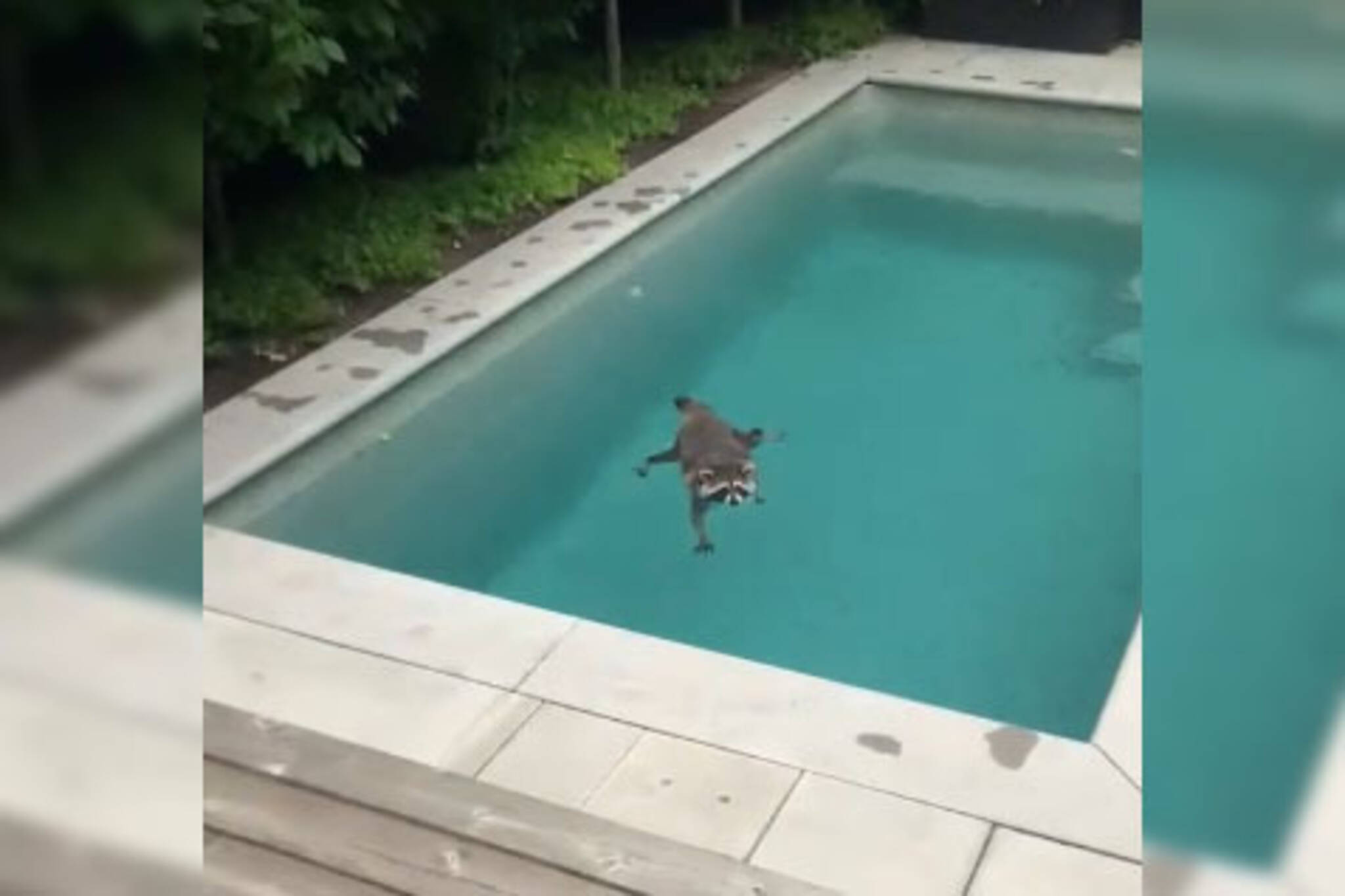 toronto raccoon pool