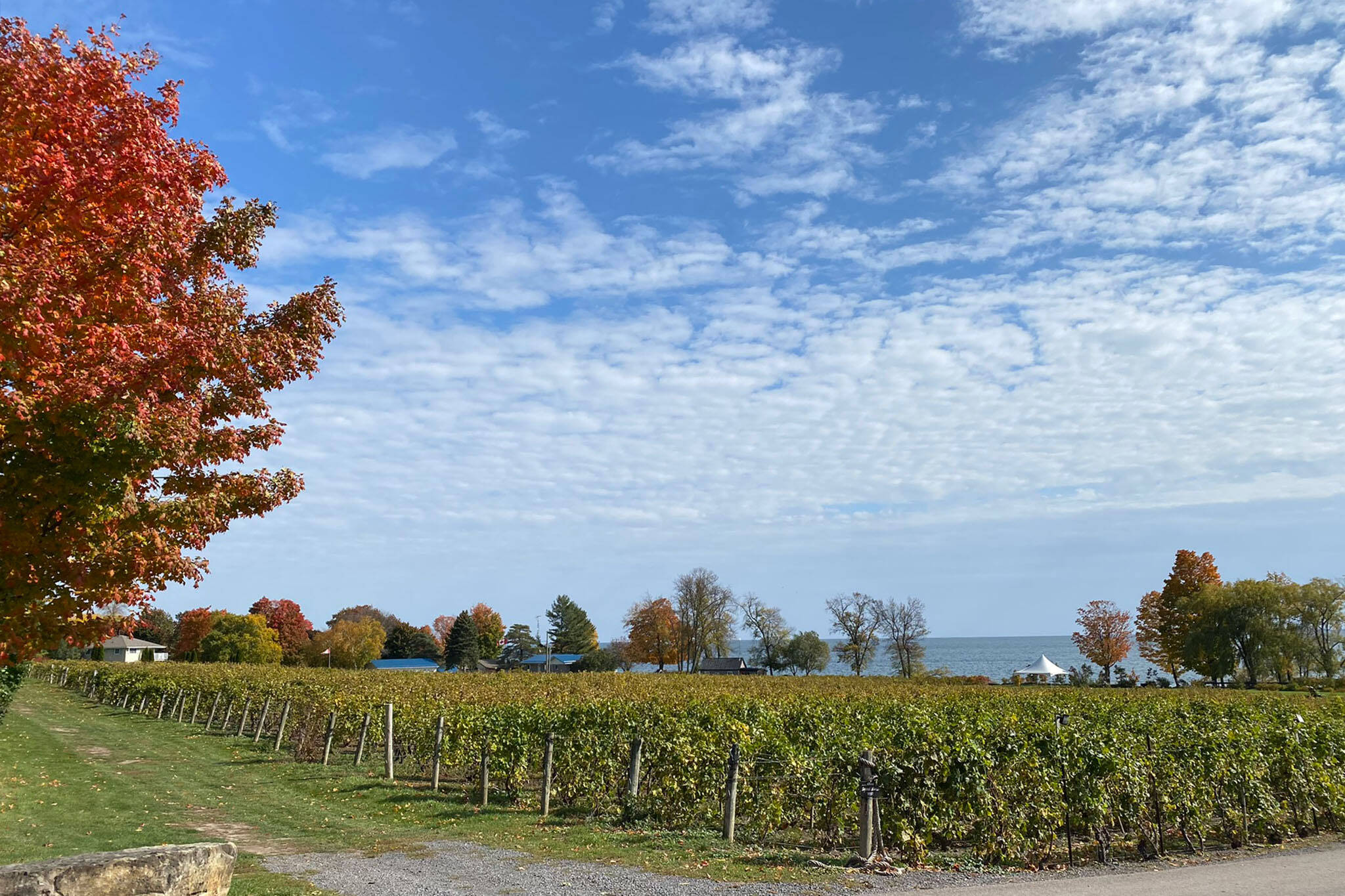 prince edward county wineries