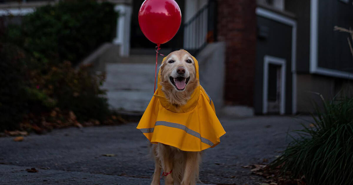 Pets outshone Toronto’s entire human population with their Halloween costumes this year