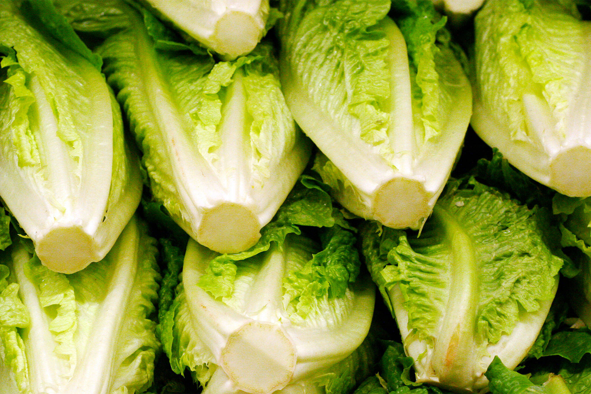 romaine lettuce shortage