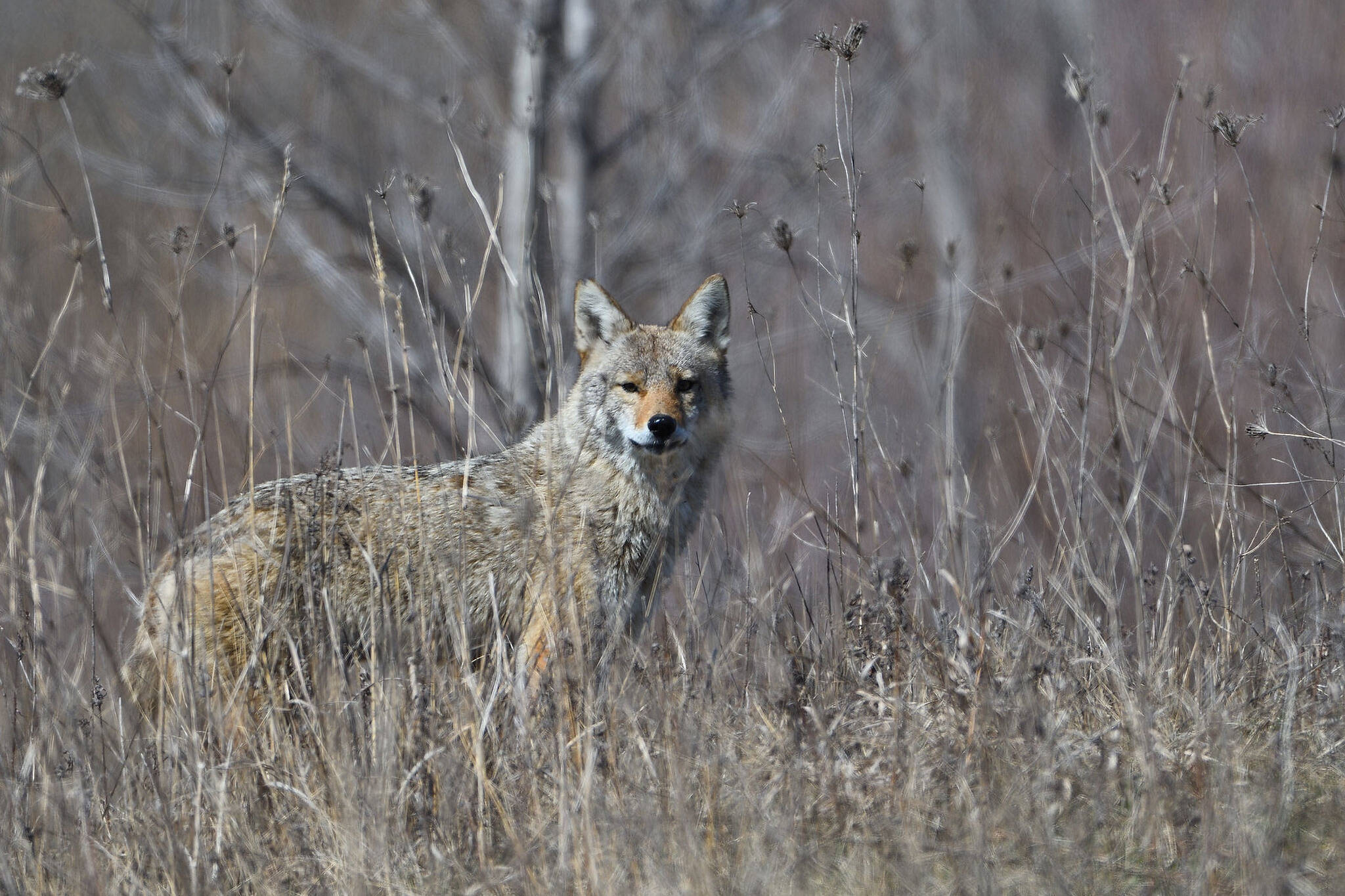 coyote tracker brampton