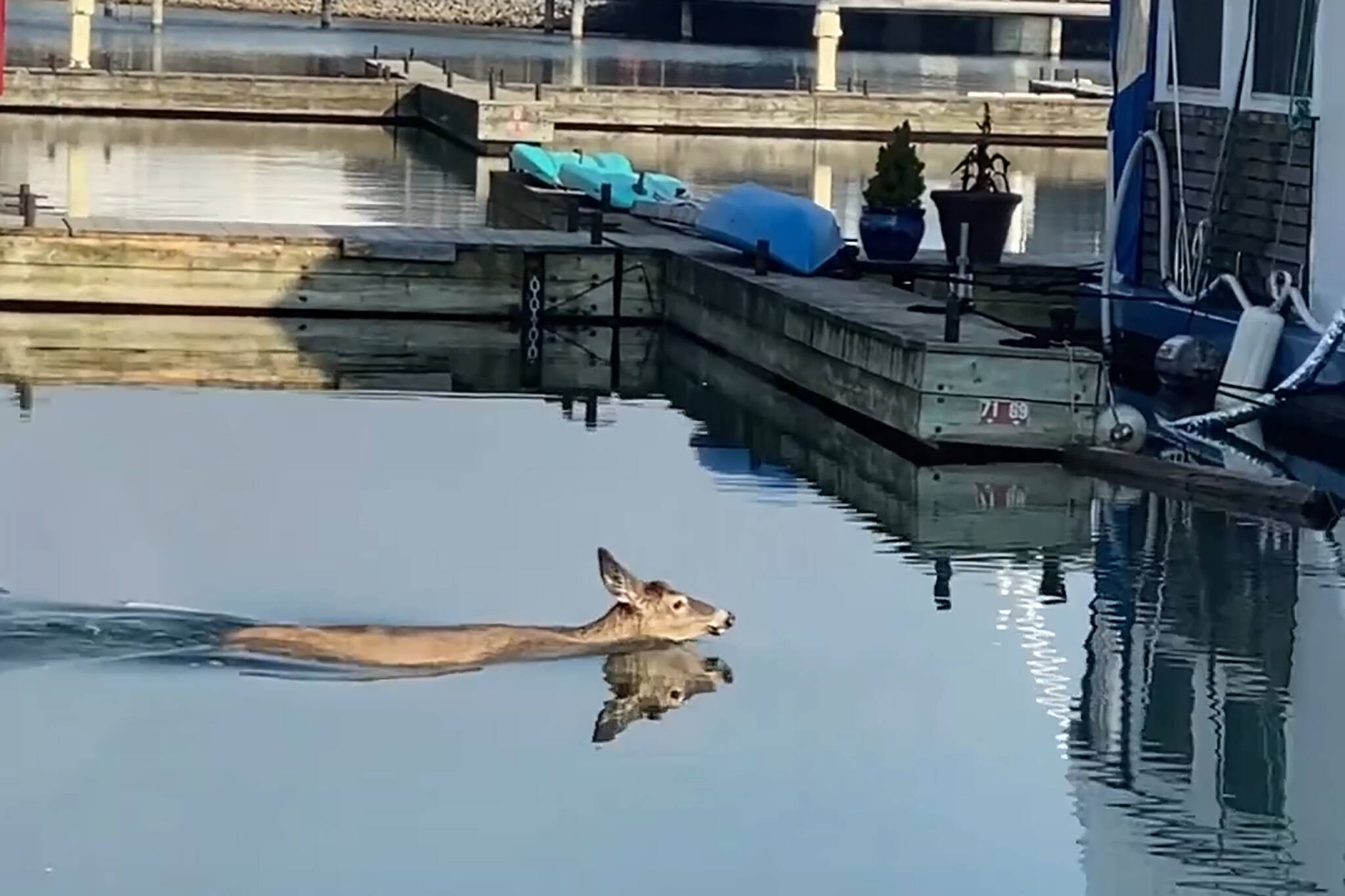 deer swimming toronto
