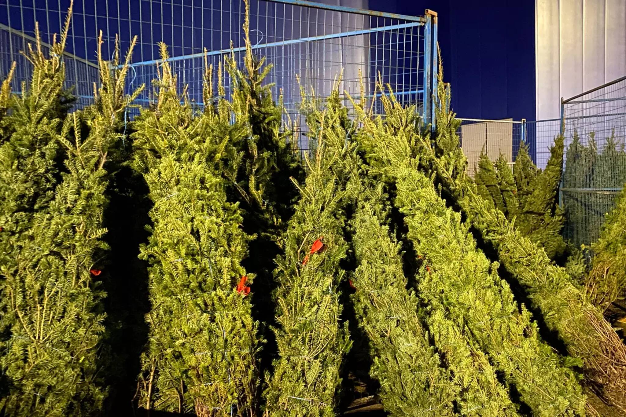 IKEA won't be selling real Christmas trees in Toronto this year