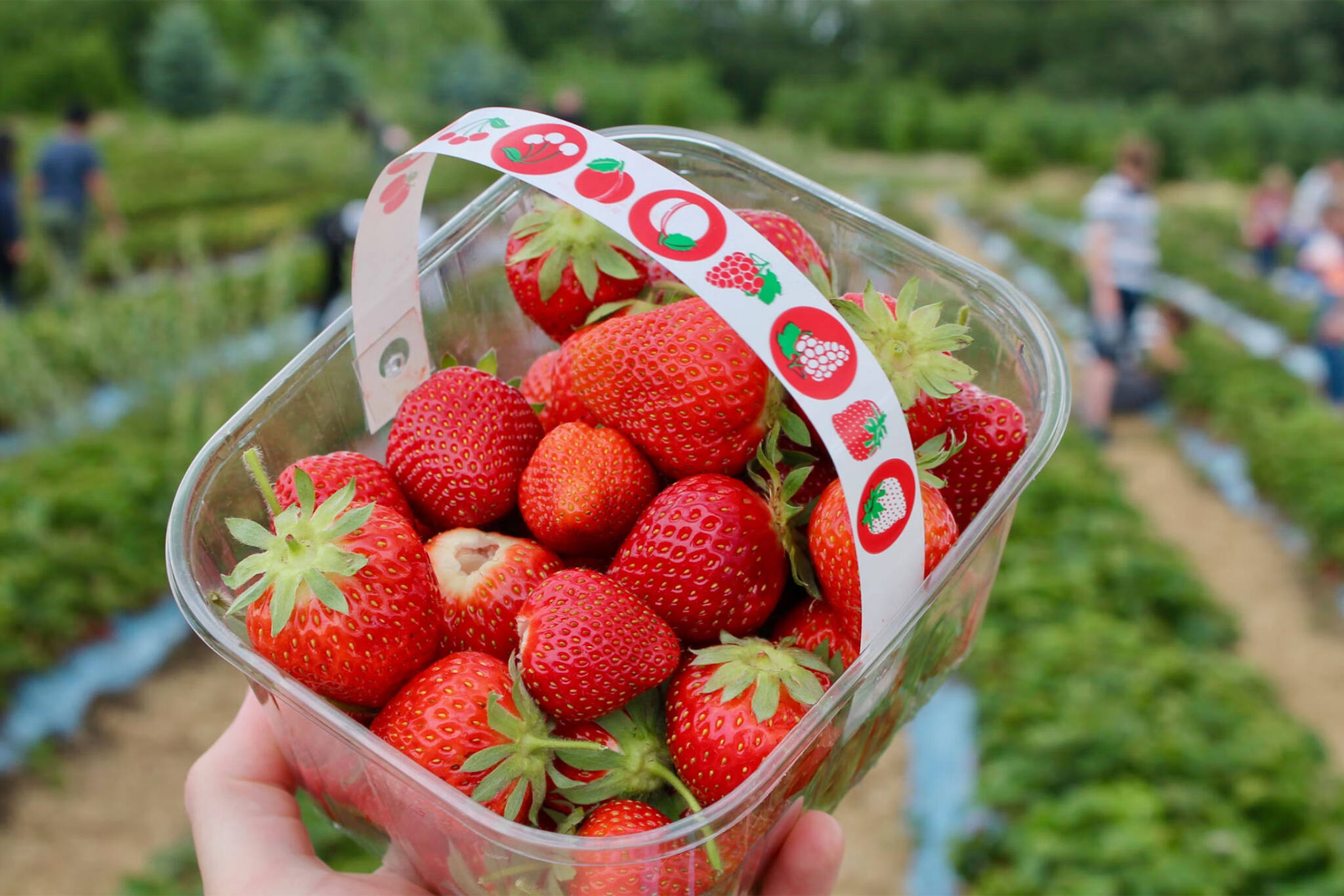 Pickyourown strawberries at Ontario farms opens for the season next month