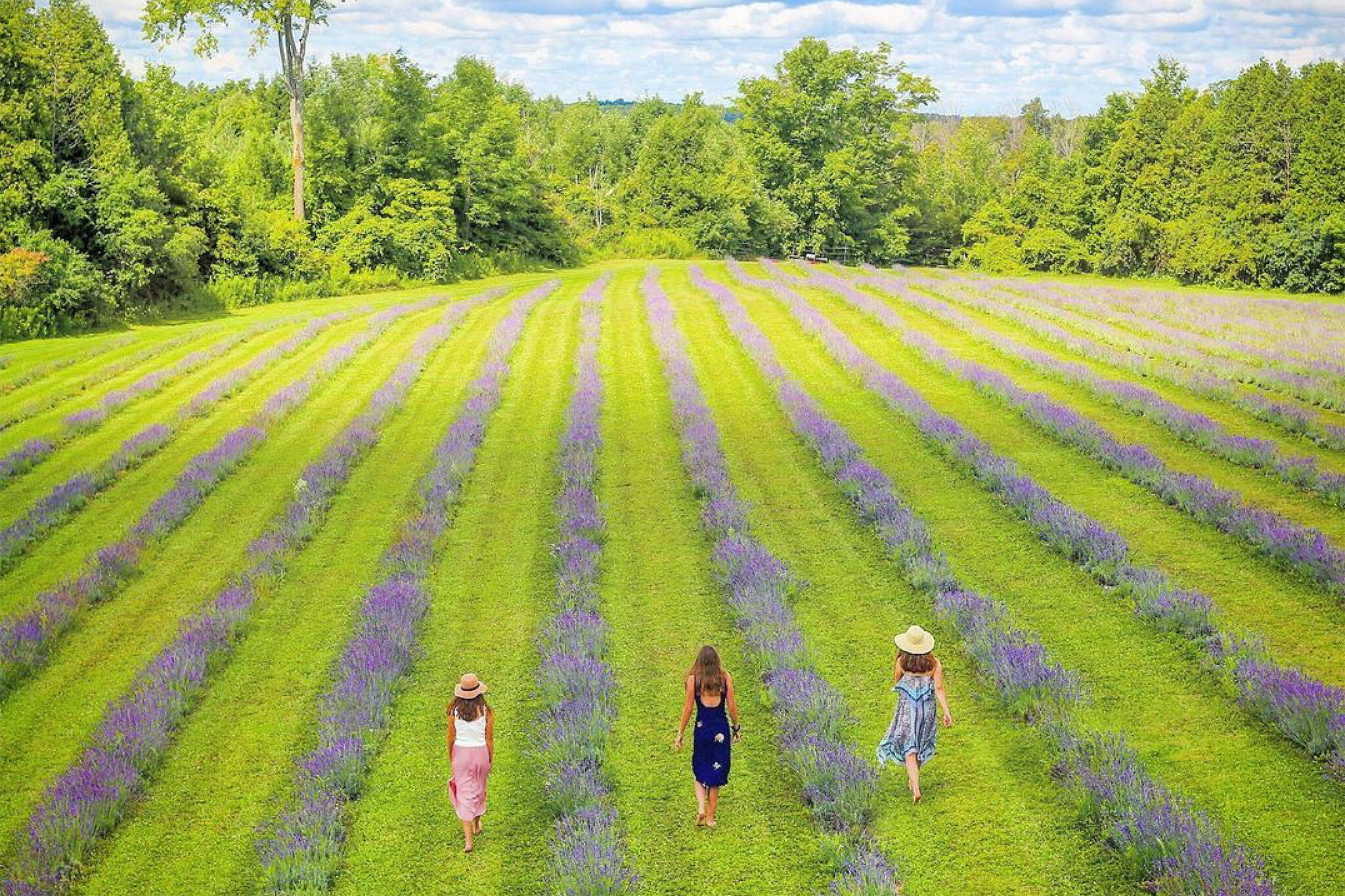 lavender farm ontario